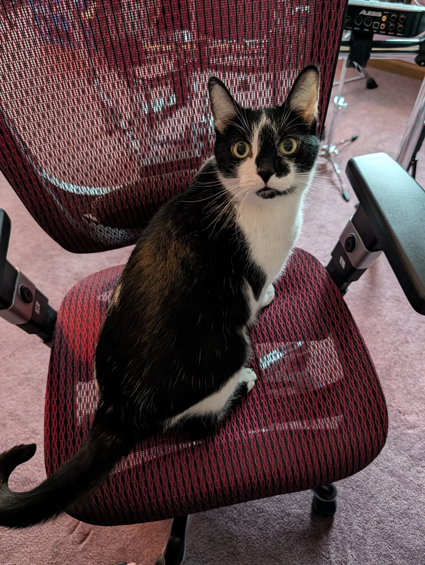 Smudge the cat, looking up at the camera from an office chair.