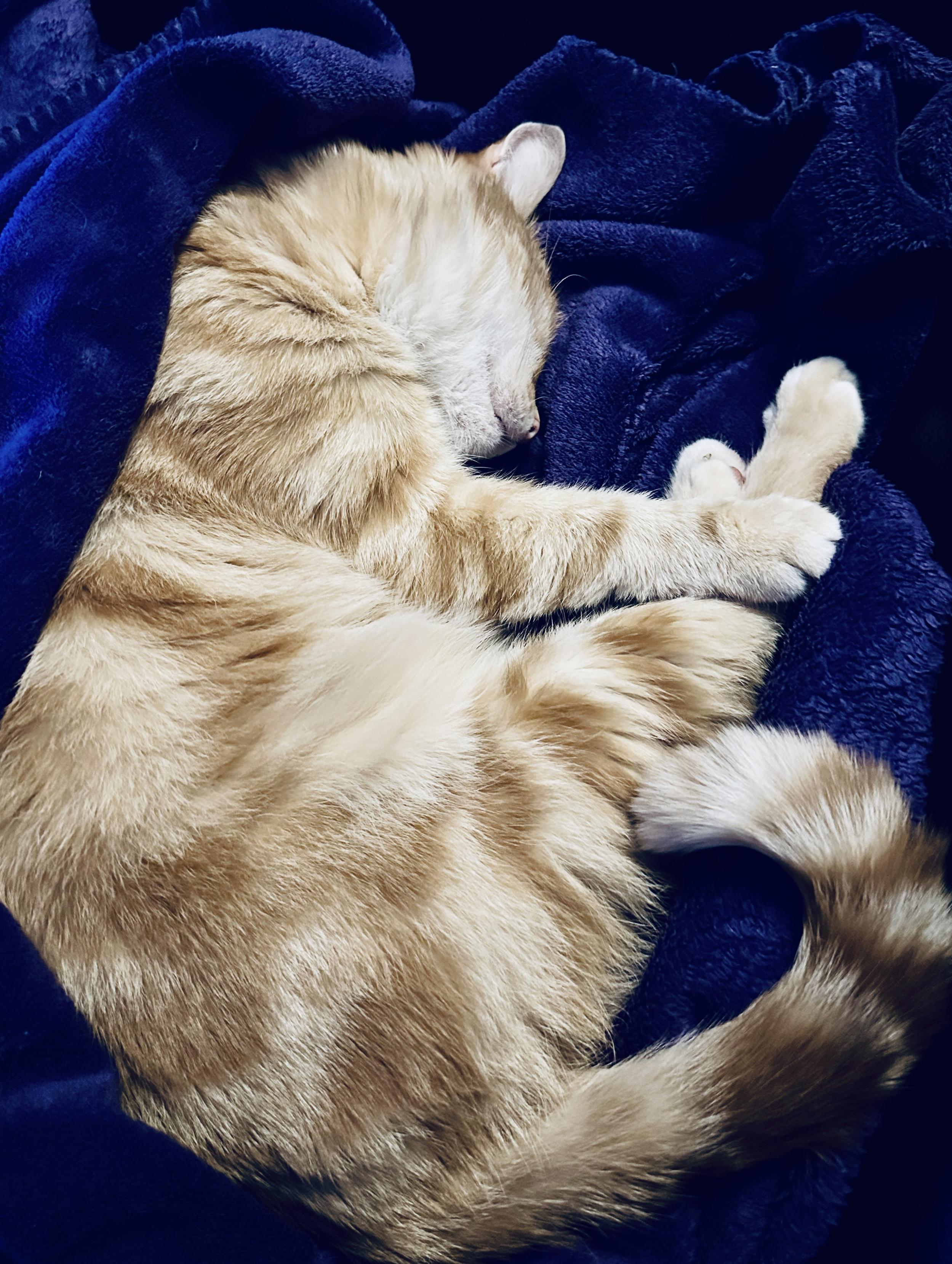 Washy the cat sleeping on his purple blanket