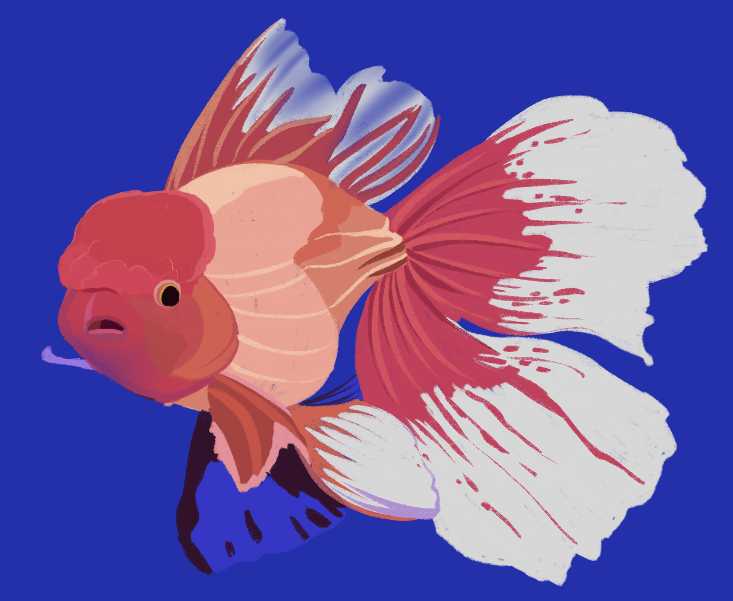 An Oranda goldfish (it has a blob on it's head) with long flowy fins. It is orange and red and white.The colours are not blended and they are quite blocky. This is an unfinished piece.