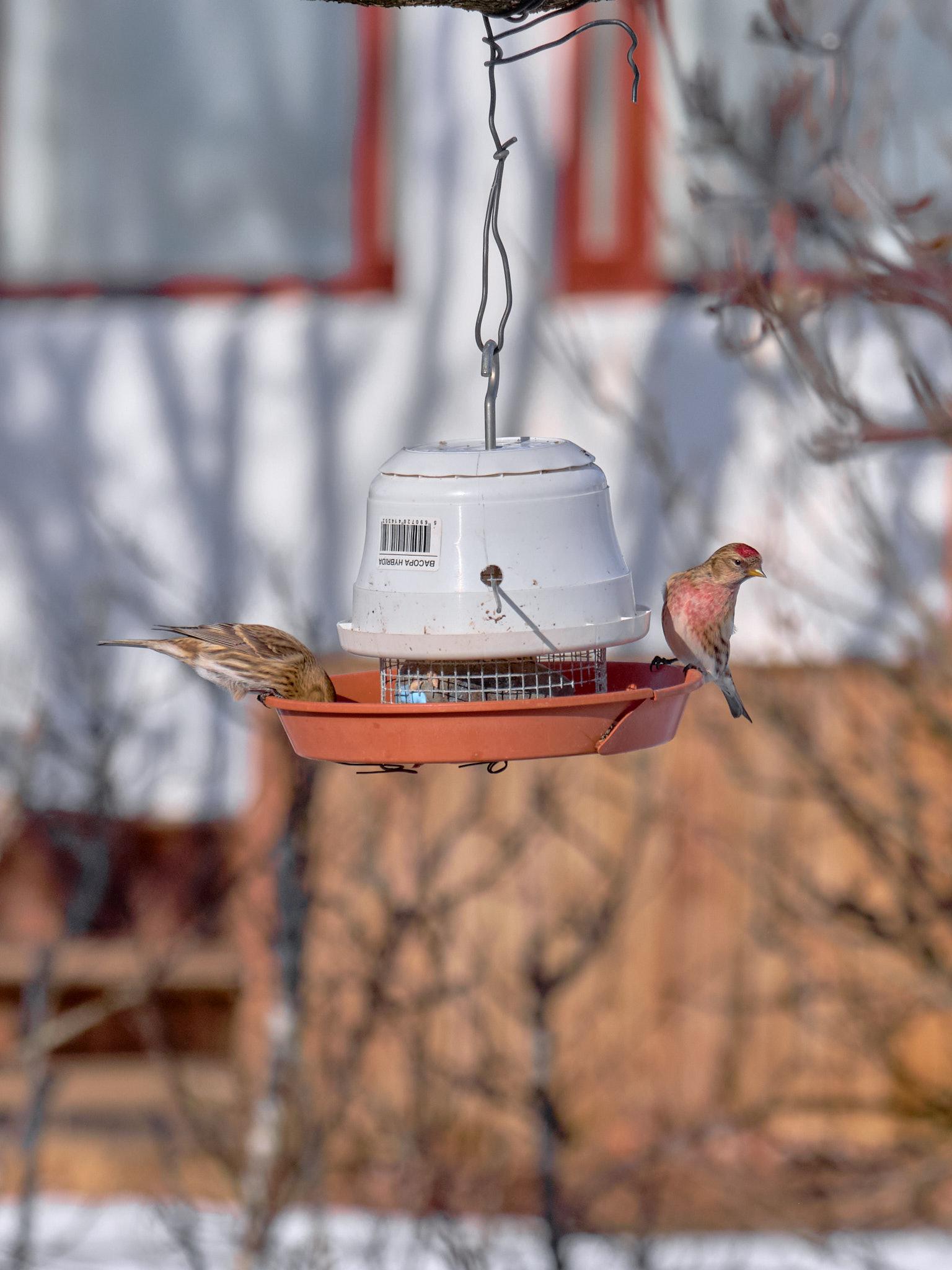 Two redpolls, small sead-eating birds, on a hanging bird feeder.