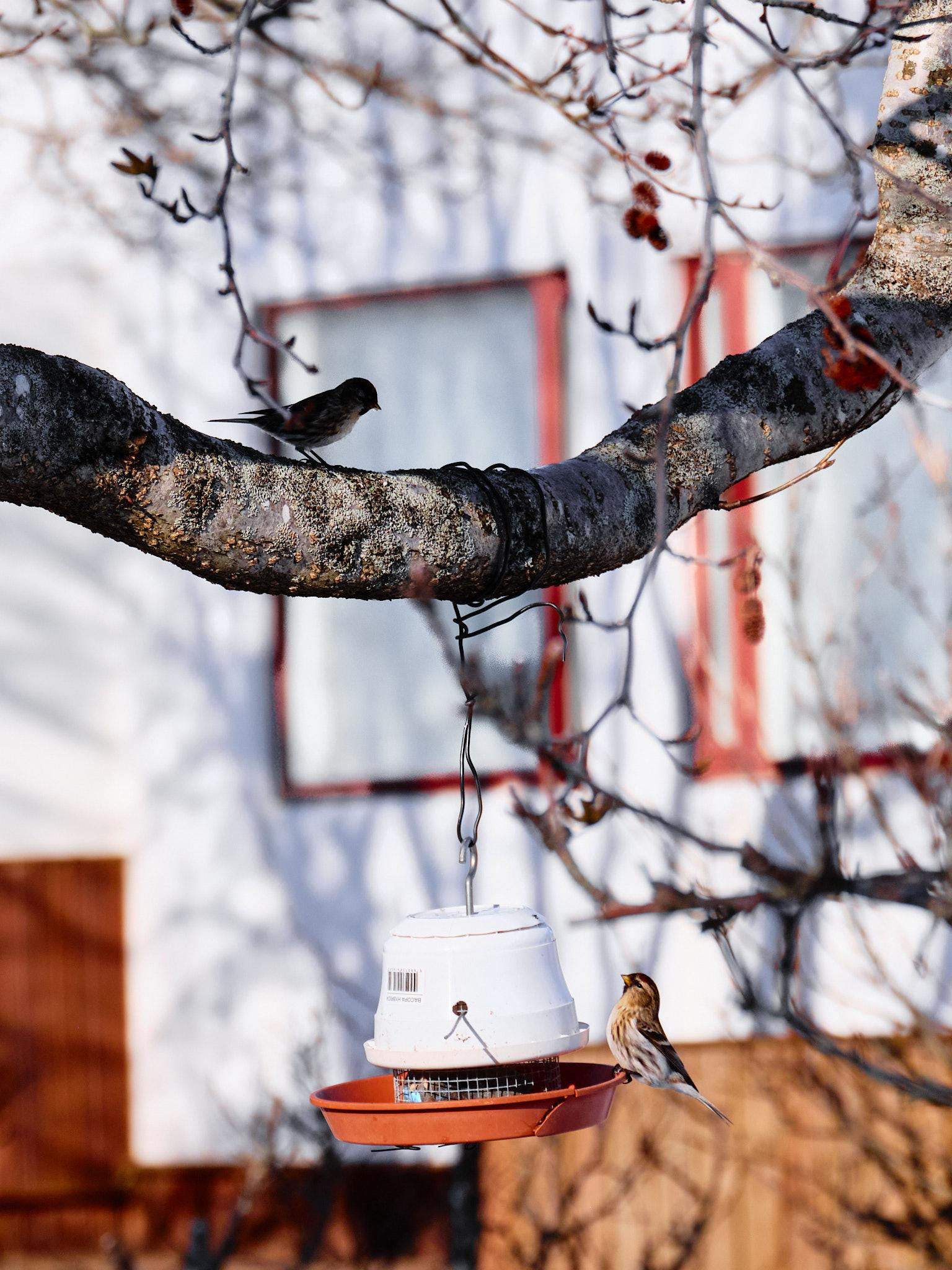 Same bird feeder. The redpoll on the feeder is looking up at a redpoll on the branch above