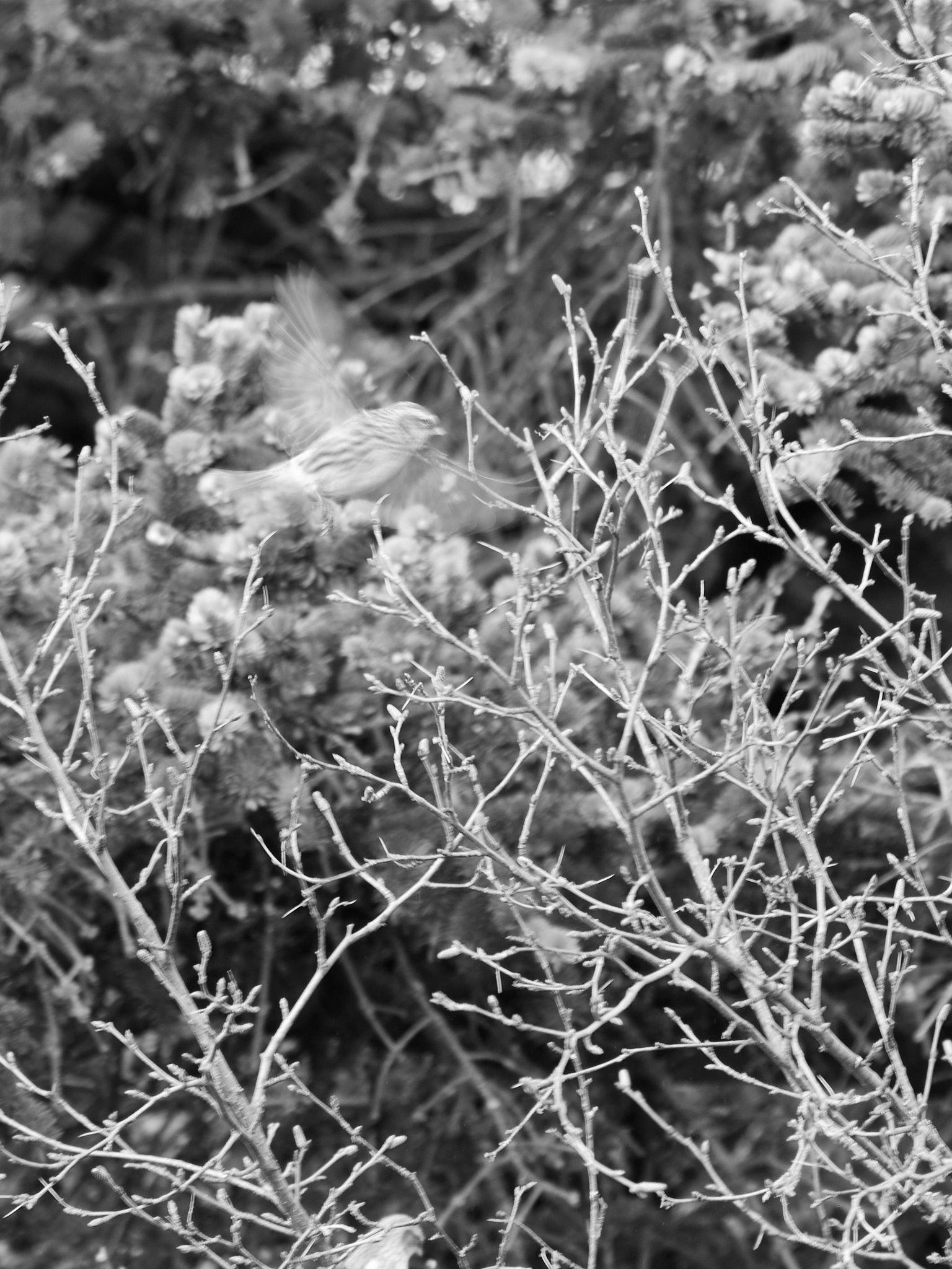 A black and white photograph of a motion-blurred redpoll against a background of trees.