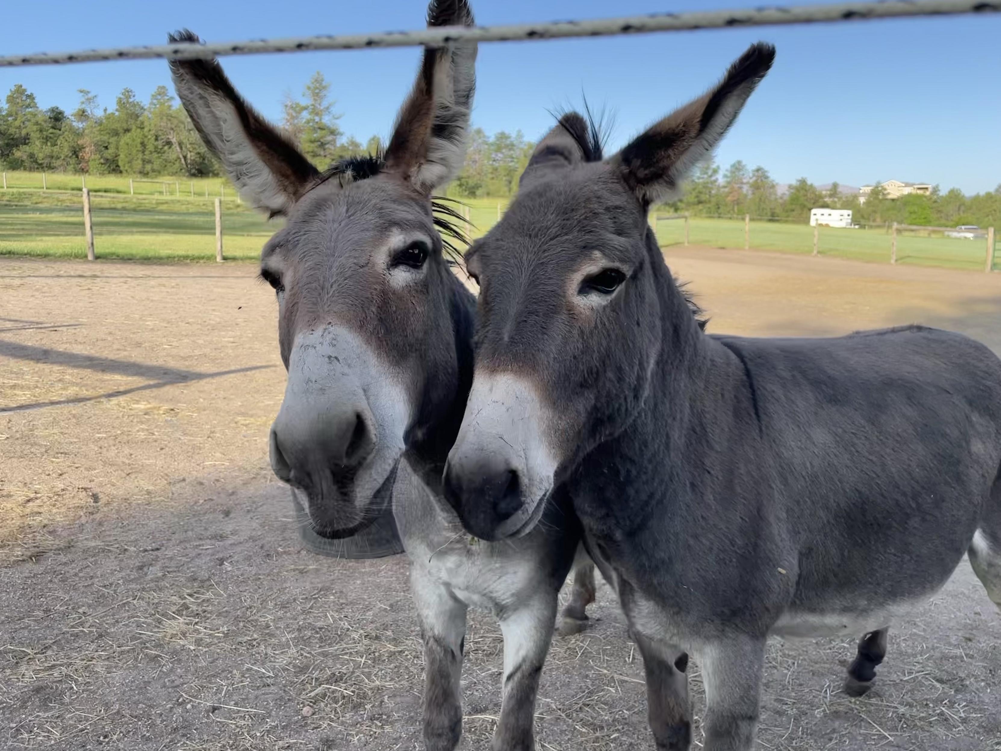 Two donkeys looking at the camera with their heads right together
