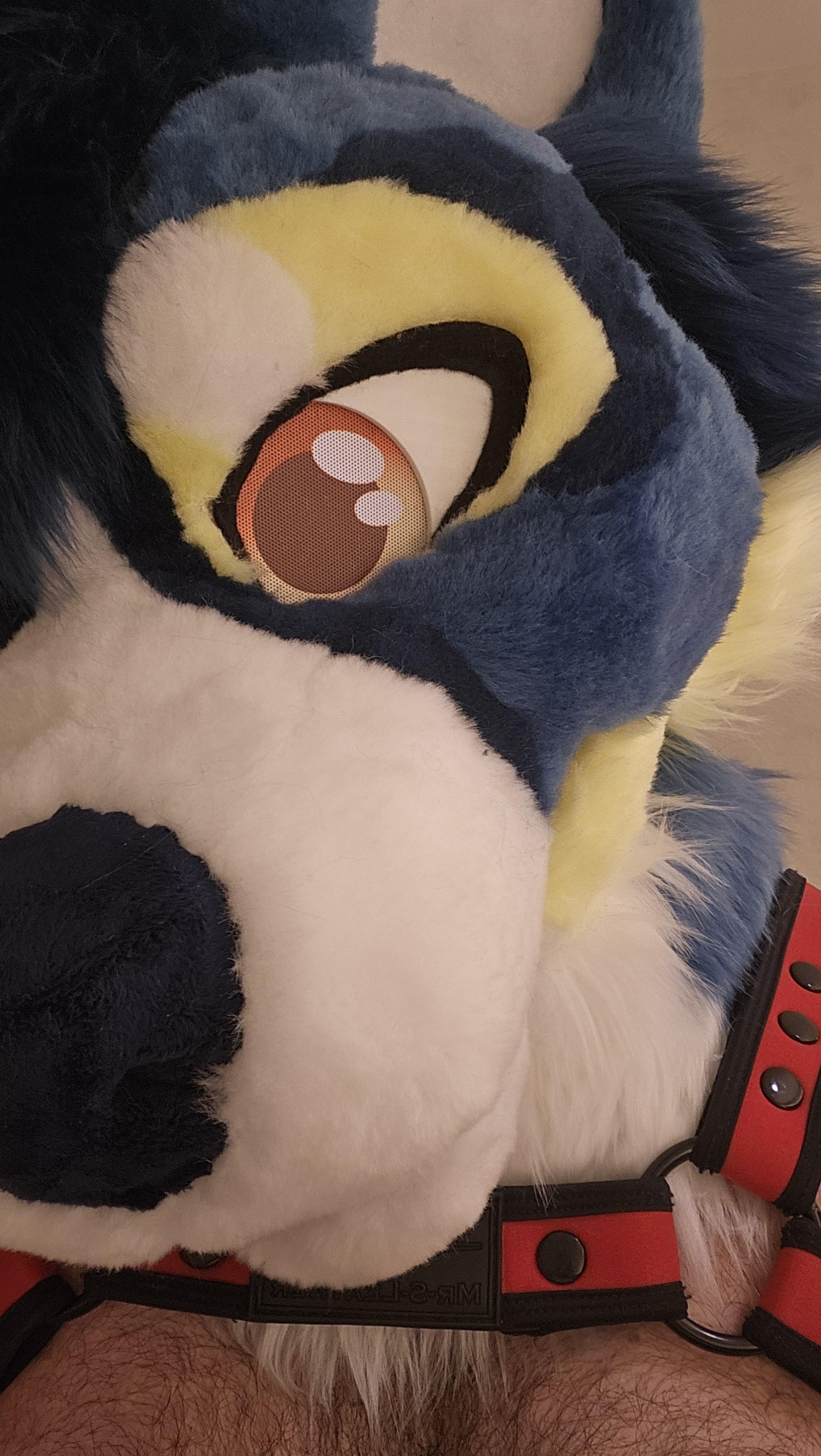 Close up of a fursuit head  Blue white and yellow husky with orange eyes and a red harness