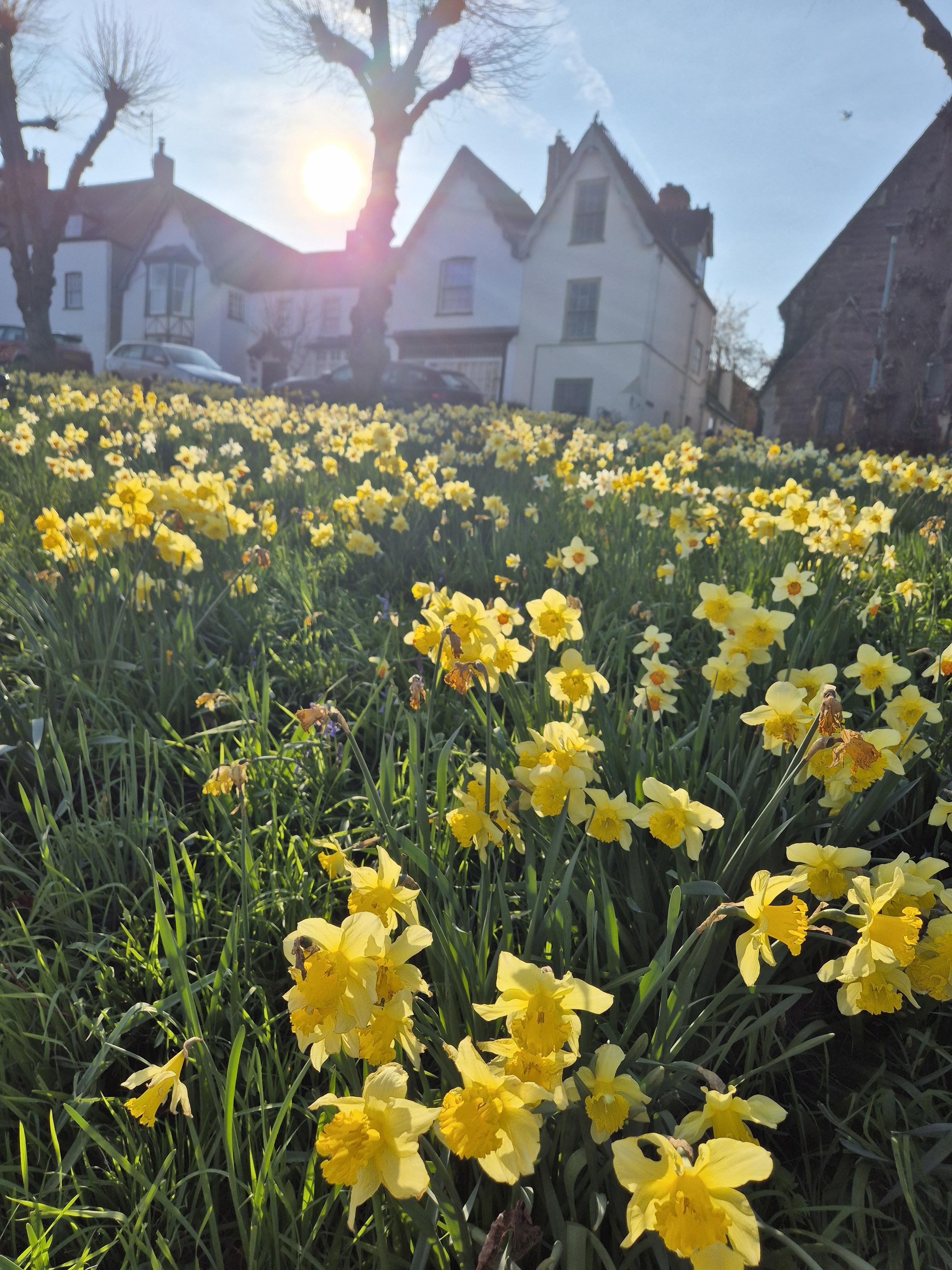 A LOT of daffodils