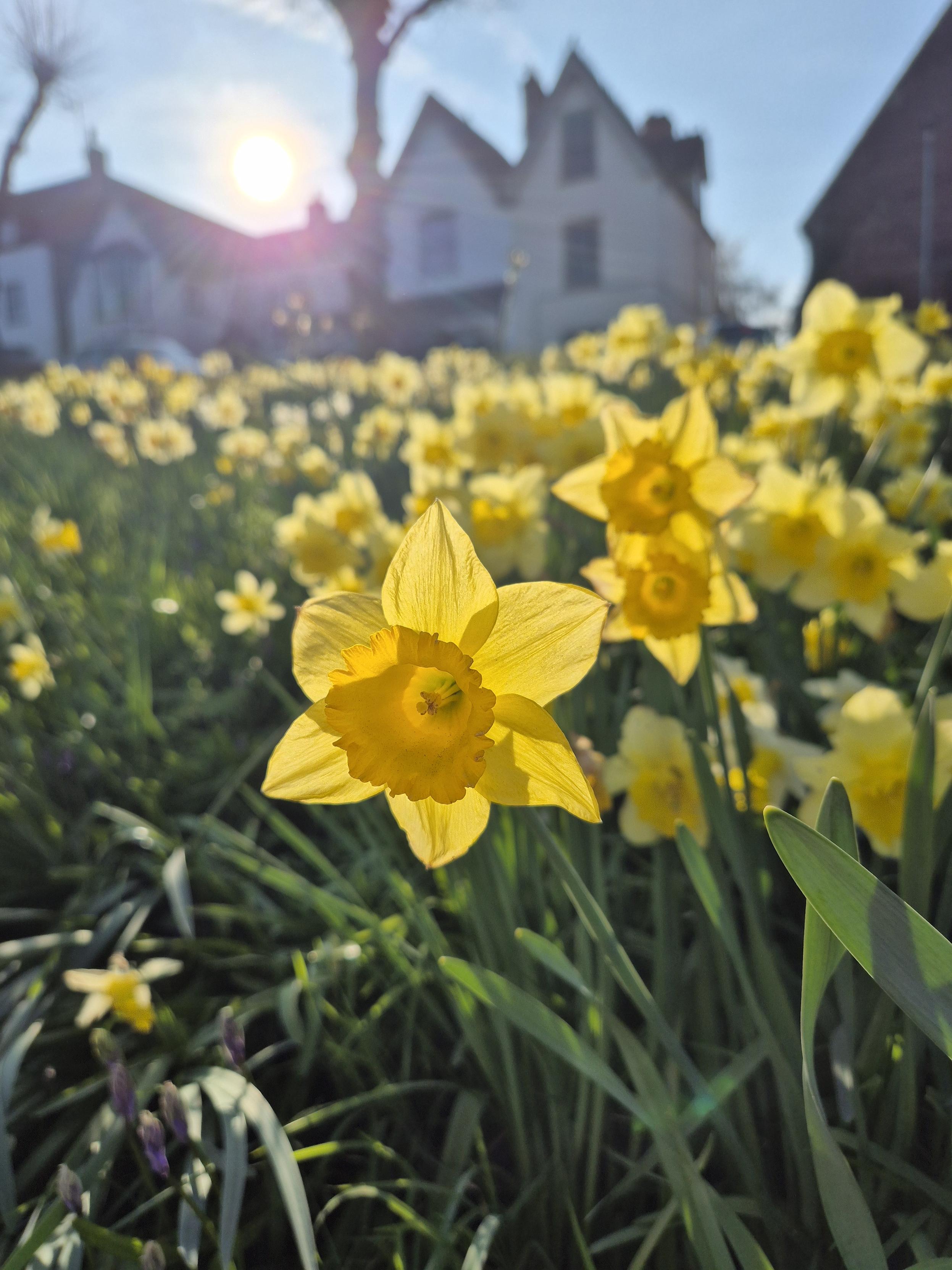 More daffodils in a close up