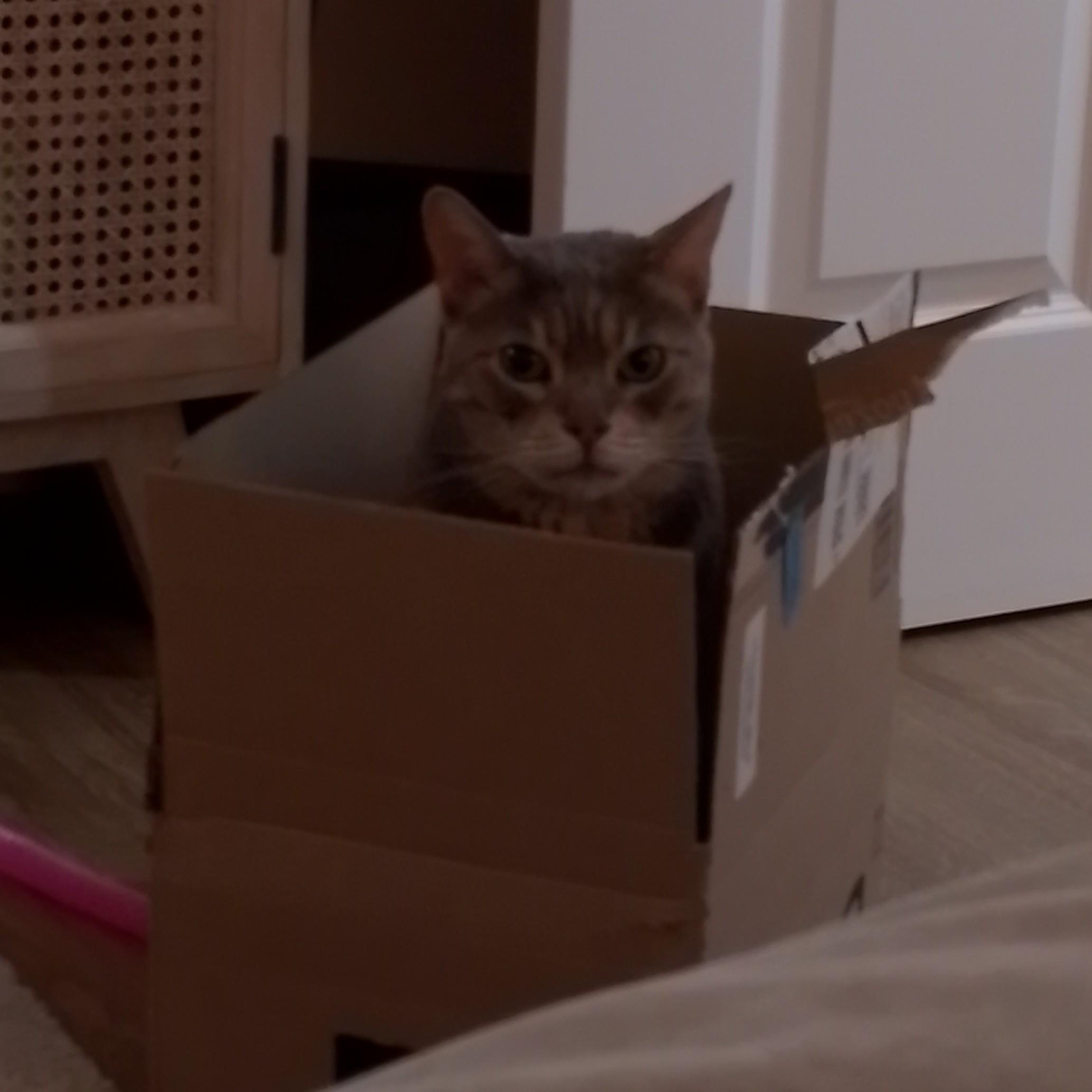 A cat peeking out of a cardboard box