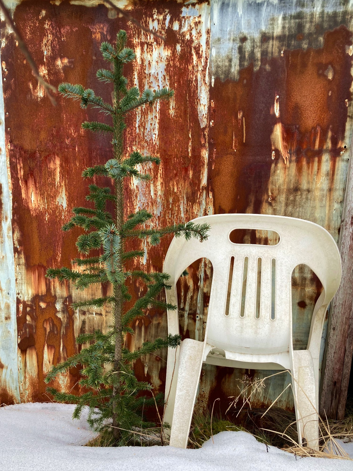 A pine tree next to a plastic chair with rust in the background.