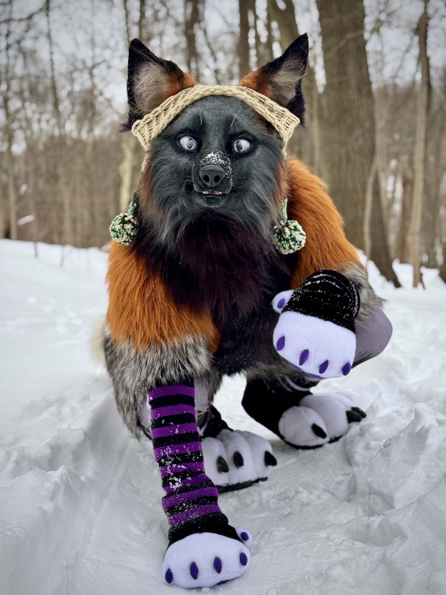 Sparrow, a realistic cross fox fursuit wears a cute winter hat and arm warmers and crouches in the snow