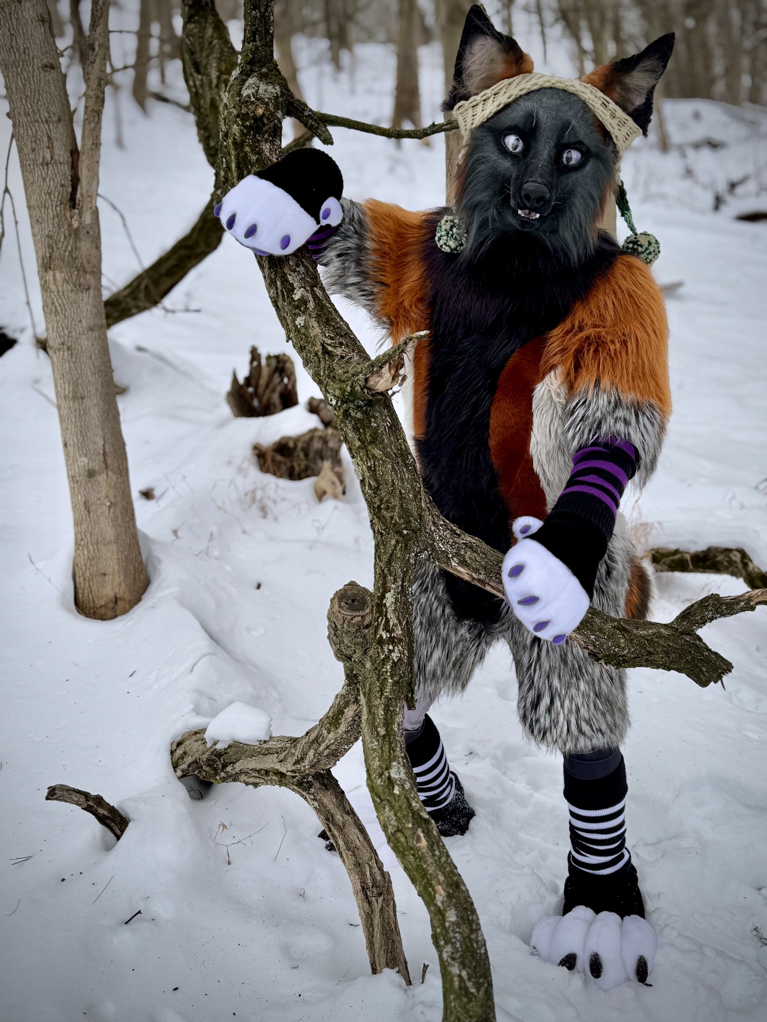 Sparrow Fox leans on a large fallen tree branch in the snowy forest