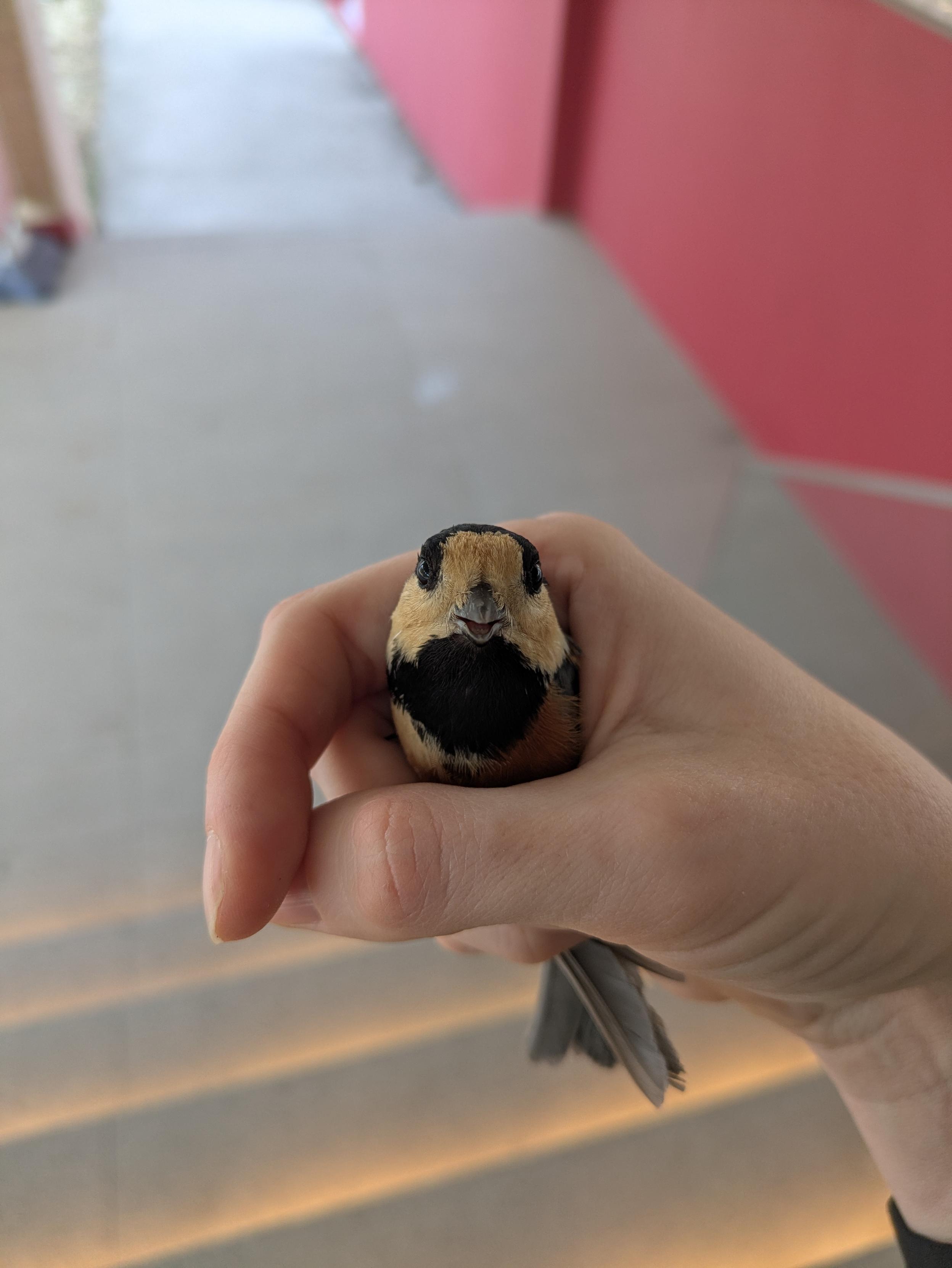 Photo of a "varied tit", in my hand, in South Korea