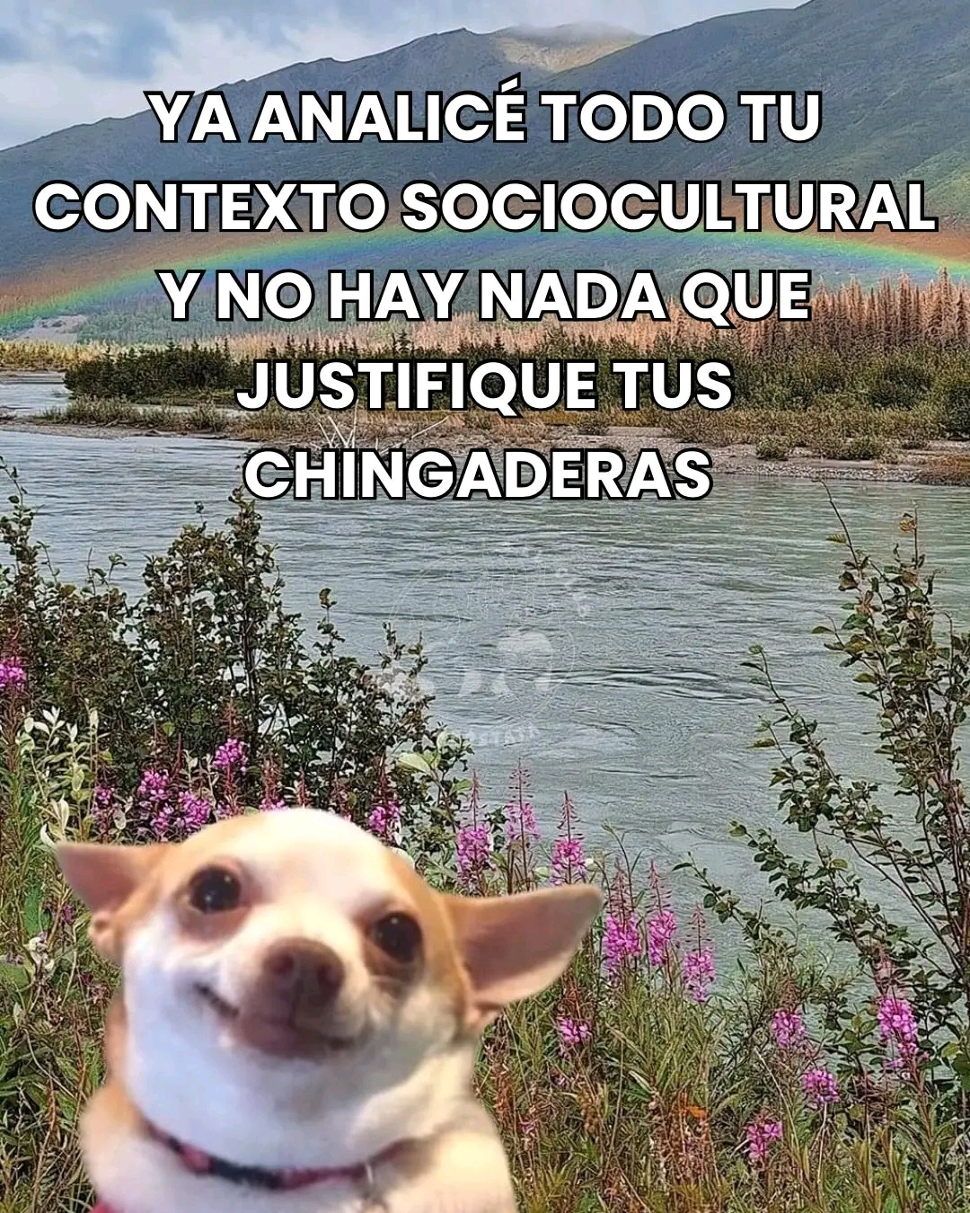 Un paisaje natural con un río en primer plano, rodeado de vegetación y flores, con montañas y un arcoíris al fondo. En la parte inferior izquierda aparece un perro pequeño (tipo chihuahua) con expresión tranquila. Sobre la imagen hay texto grande que dice: “YA ANALICÉ TODO TU CONTEXTO SOCIOCULTURAL Y NO HAY NADA QUE JUSTIFIQUE TUS CHINGADERAS”.
