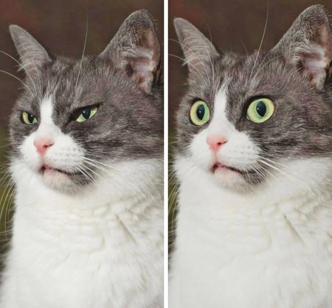 White and gray floof with surprised face that escalated quickly