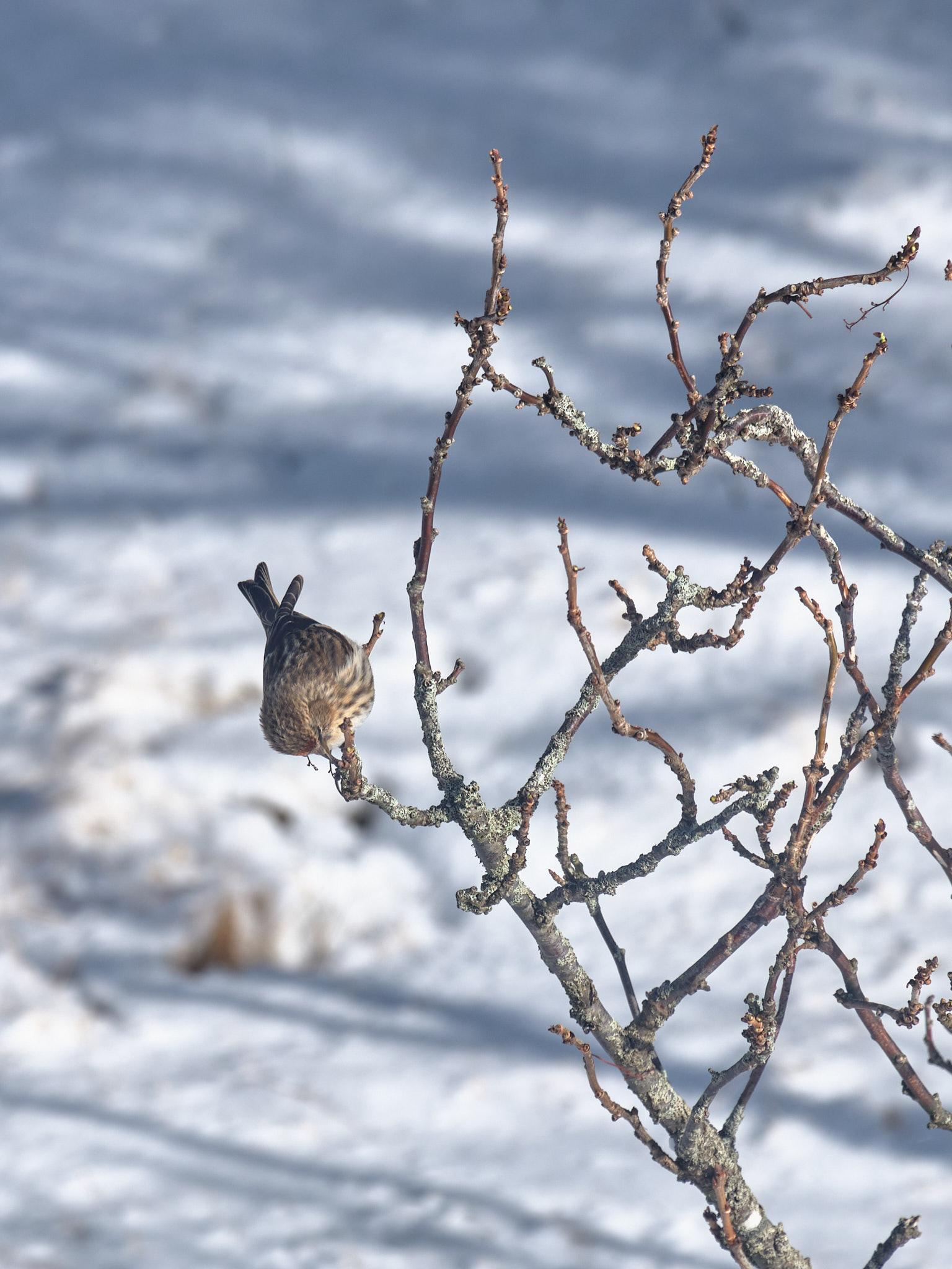 A redpoll hangs off a branch