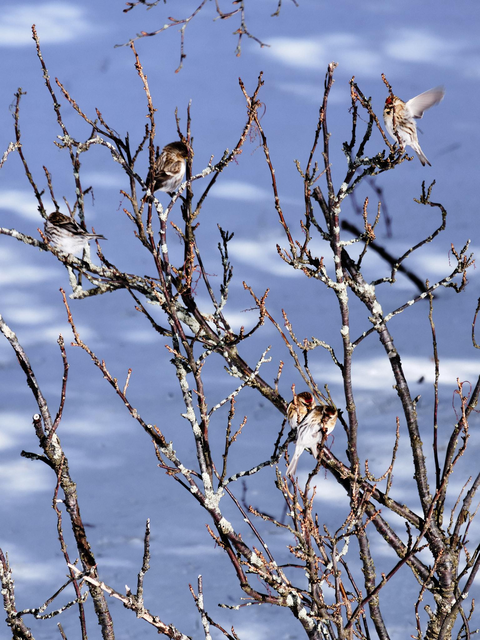 A flock of redpolls, a small bird with a red spot on the top of its head, in a bush