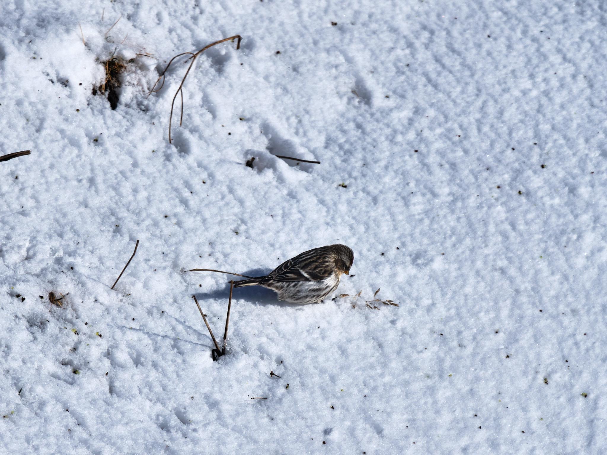 One of those redpolls except it's on the snow