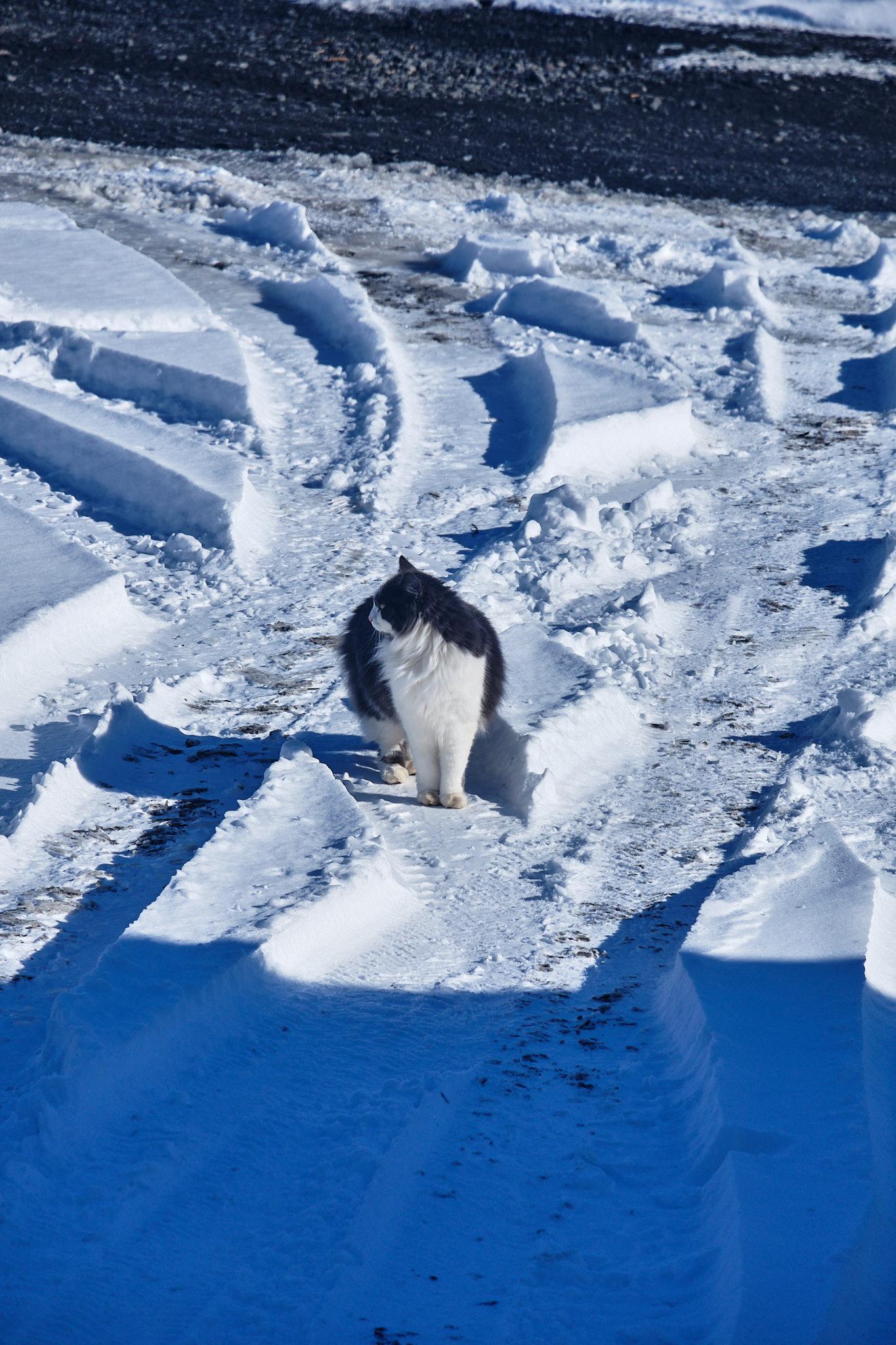 Grása, a very furry grey and white cat, contemplates the snow that's covering my neighbour's driveway