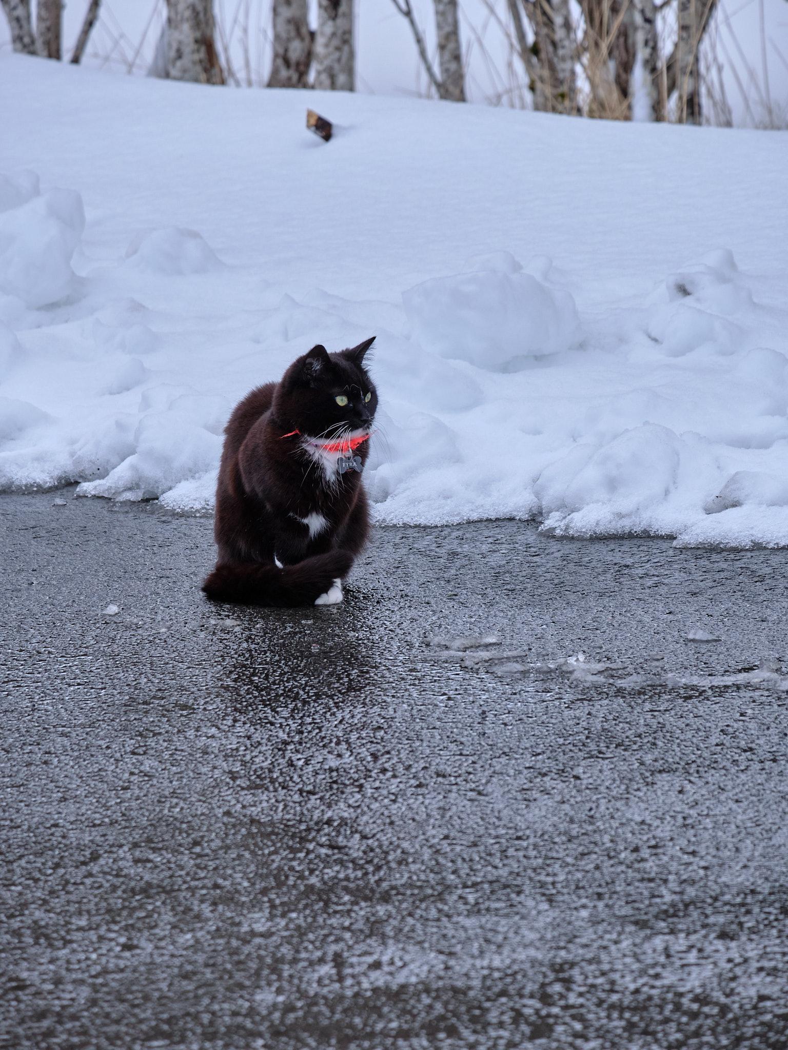 A colour photo of a black and white cat sitting in contemplation about why our spring is covered in snow.
