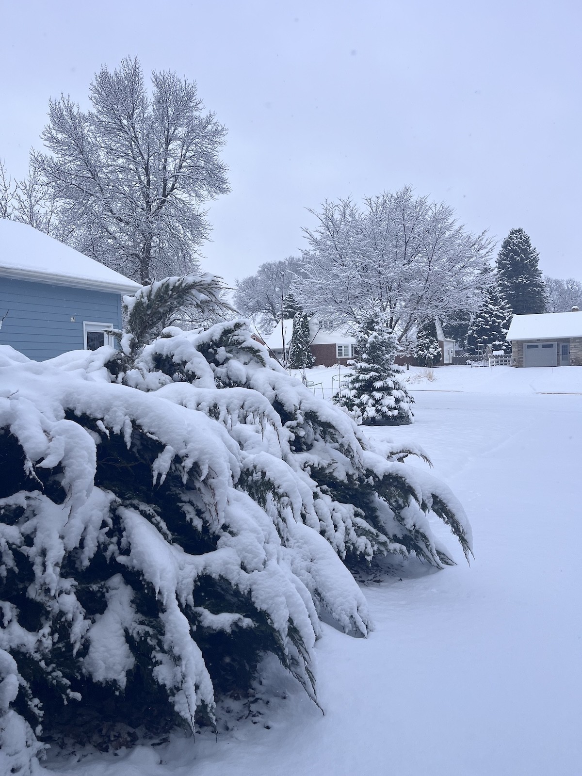snowy yard