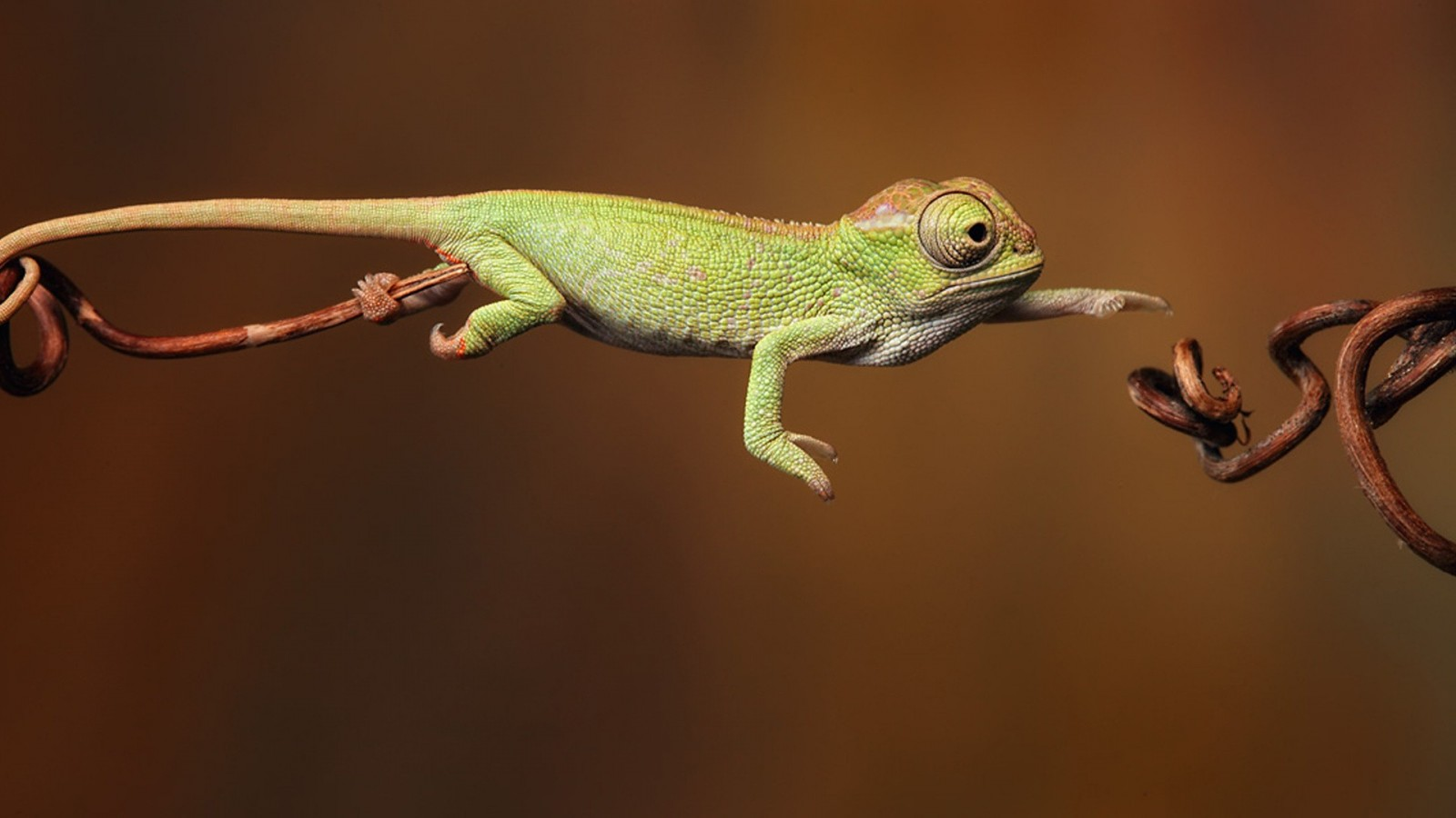 A cameleon