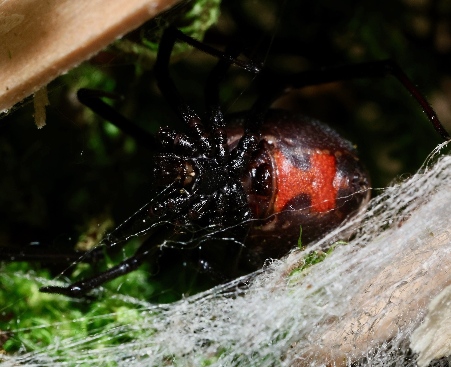 black widow hiding