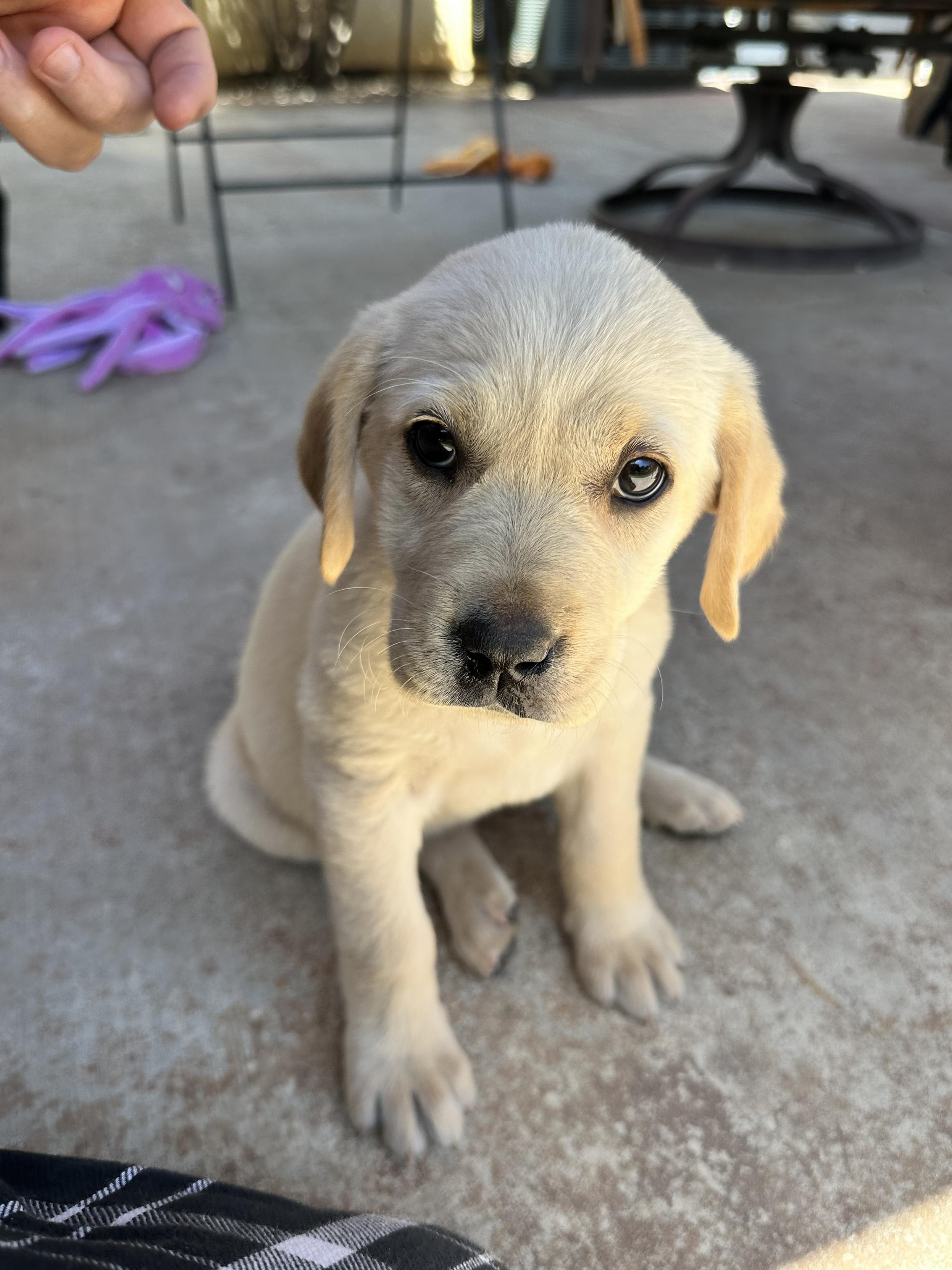 Harley, a light blond Labrador puppy, sitting up on a concrete patio and looking at the camera