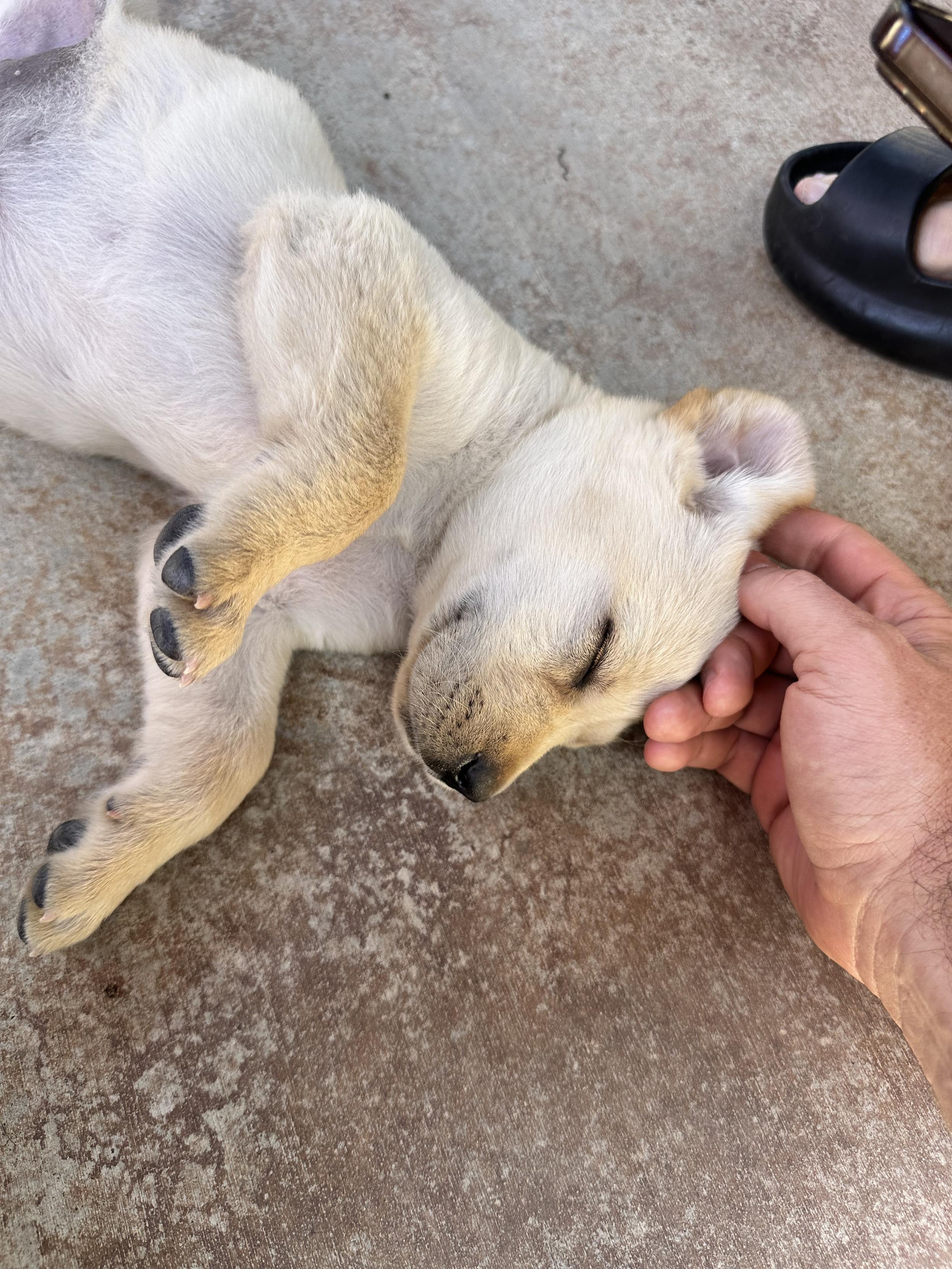 Harley, a light blond Labrador puppy, laying on her side on a concrete patio, happily accepting gentle head scritches