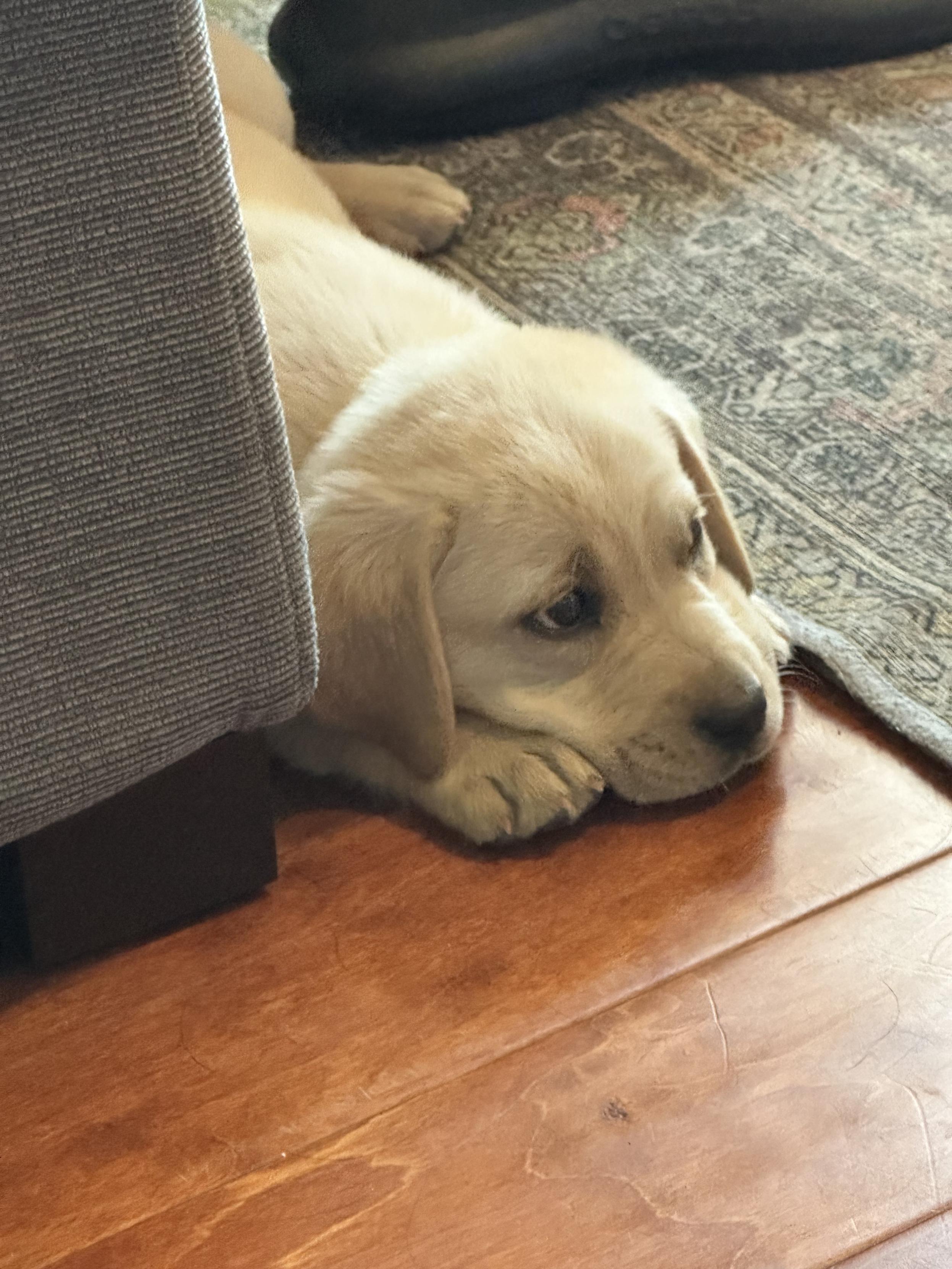 Harley, a light blond Labrador puppy, laying down on a hardwood floor between a couch and a rug, giving the most precious puppy look imaginable