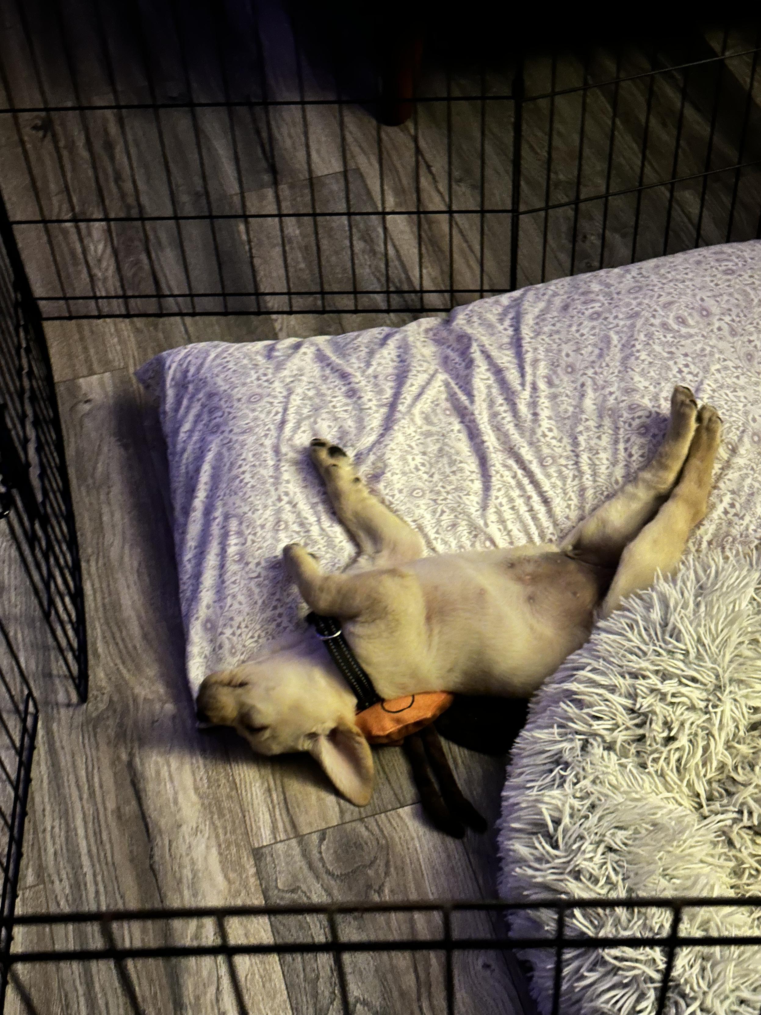 Harley, a light blond Labrador puppy, laying asleep on her back atop a stuffed tick toy between a pillow and a fuzzy dog bed, with all four limbs out and up in a mid-gallop position. Yes, she slept like this.