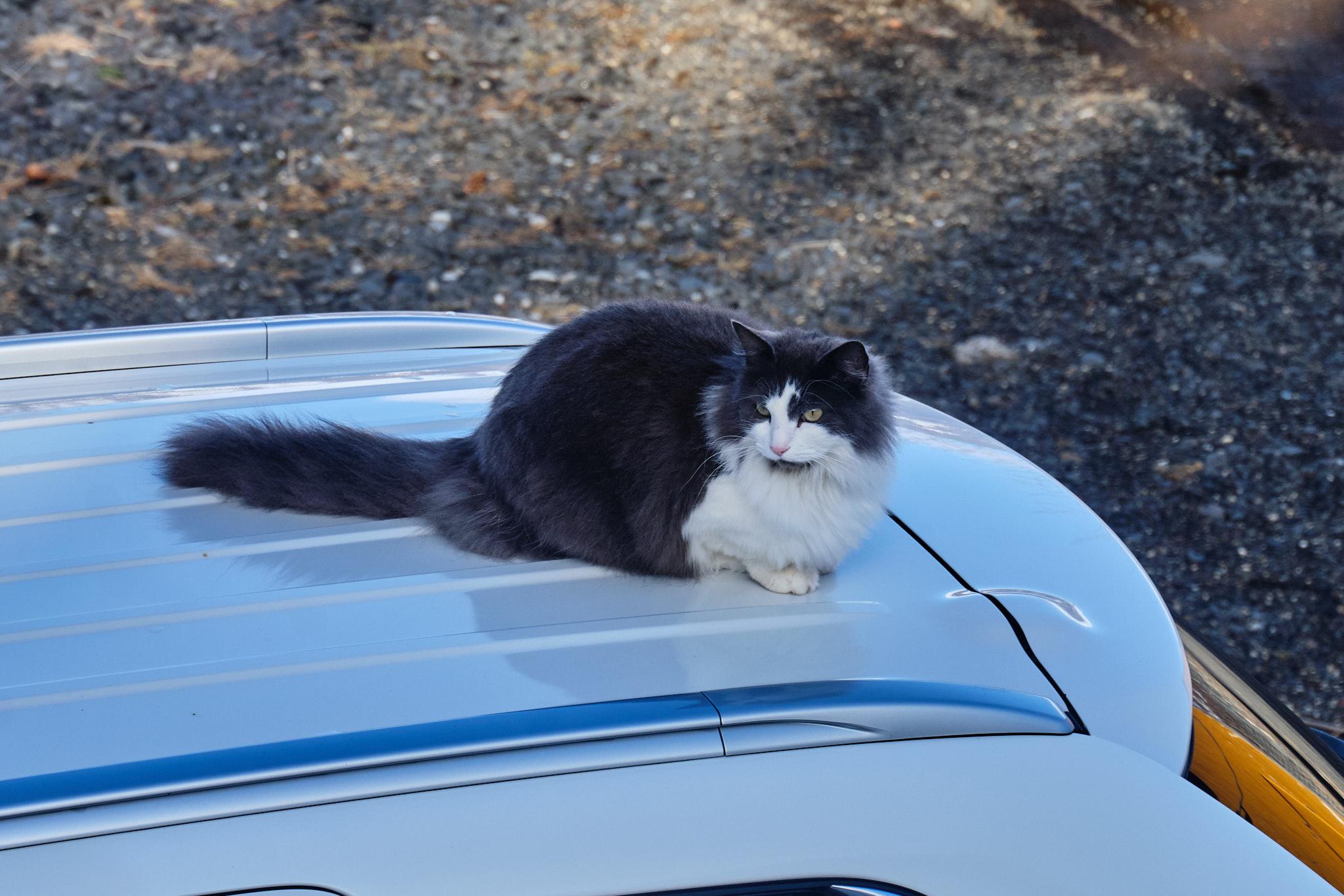 A long-haired grey and white cat loafing on a car roof.