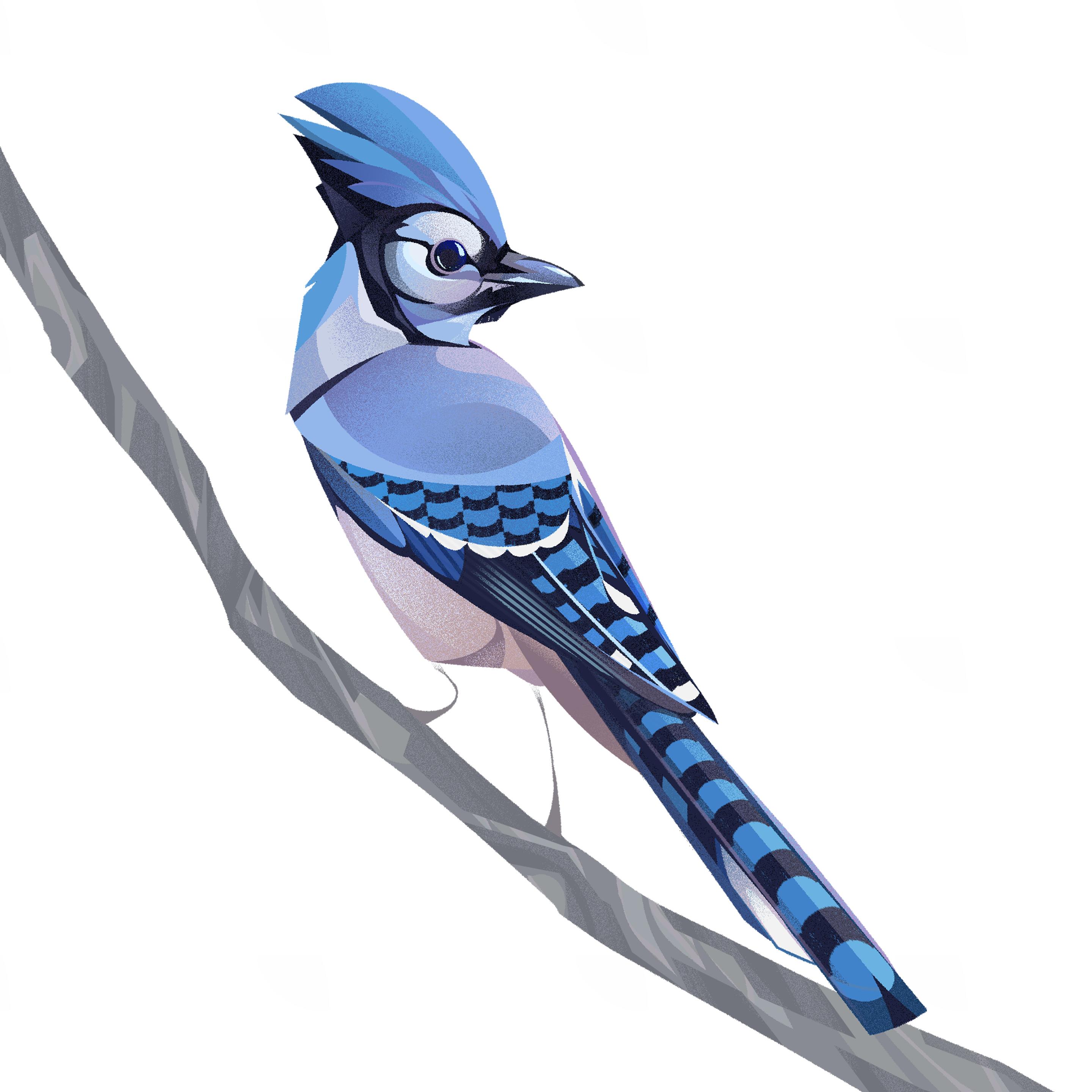 A blue feathered bird with a spiky crest on its head and black and white stripe patterns along its wings and tail feathers.