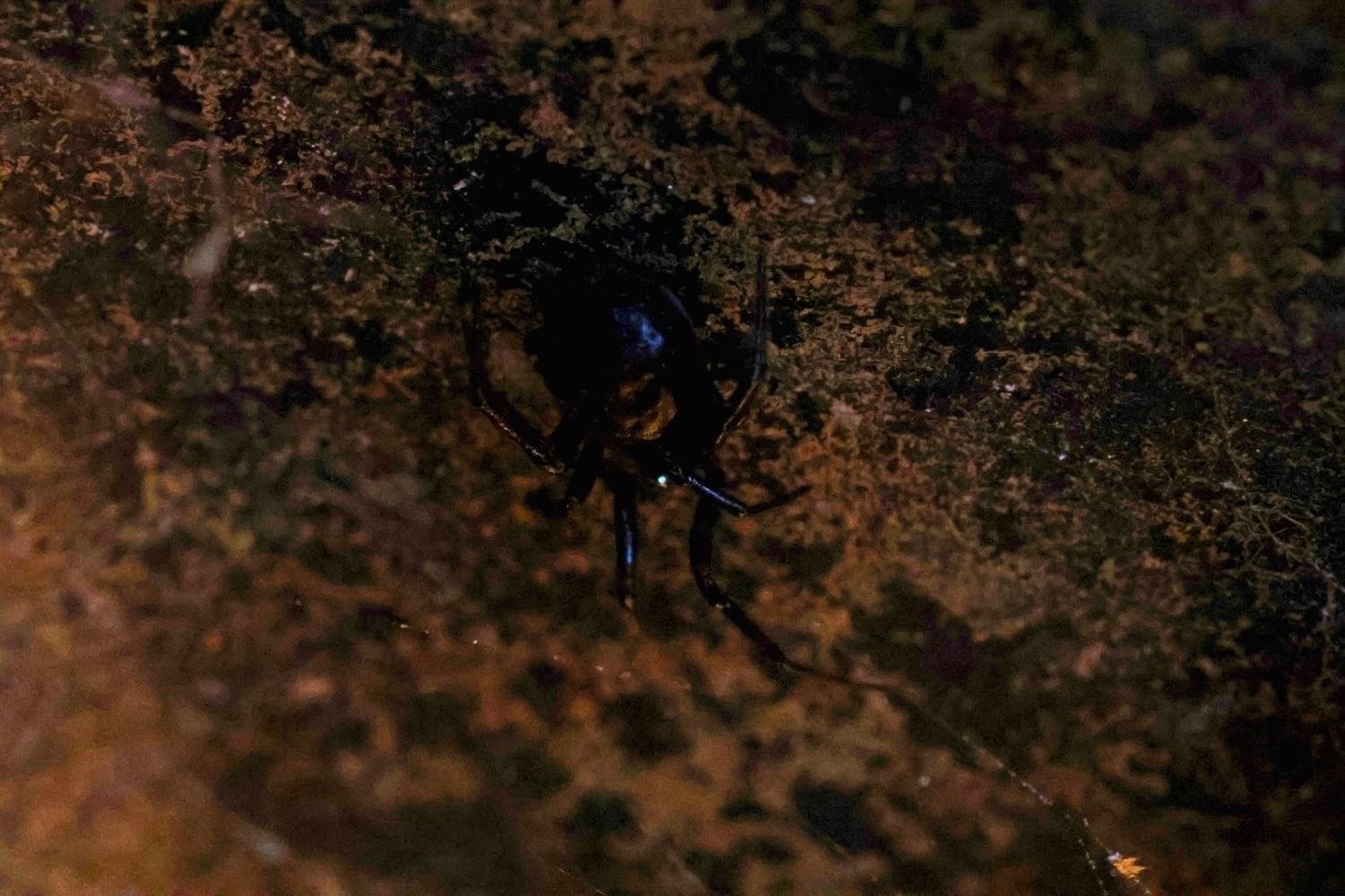 Steatoda borealis. Really.