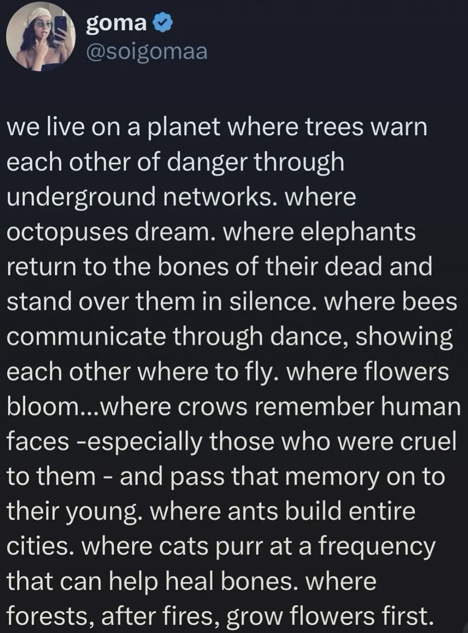 we live on a planet where trees warn each other of danger through underground networks. where octopuses dream. where elephants return to the bones of their dead and stand over them in silence. where bees communicate through dance, showing each other where to fly. where flowers bloom...where crows remember human faces -especially those who were cruel to them - and pass that memory on to their young. where ants build entire cities. where cats purr at a frequency that can help heal bones. where forests, after fires, grow flowers first.