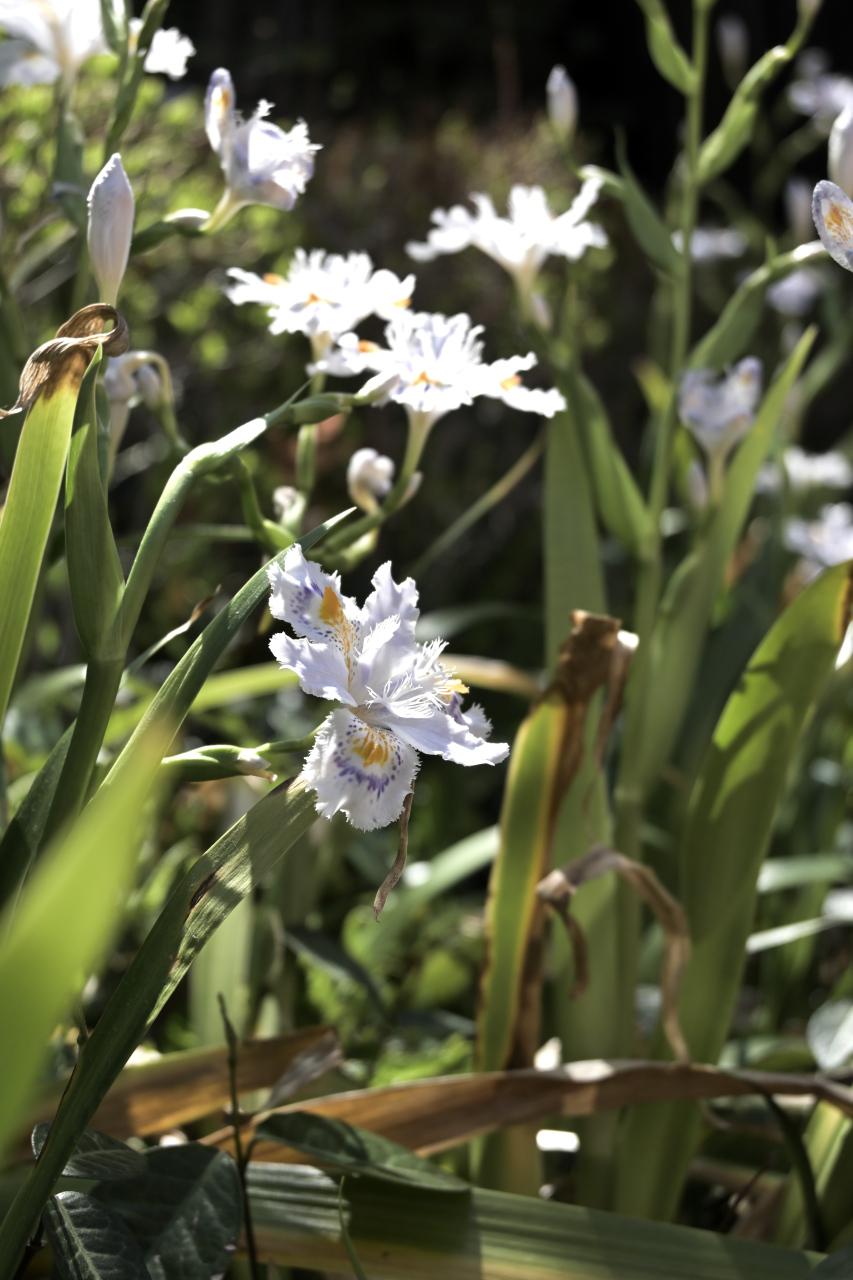 寺町通に面した植栽スペースで複数咲いているシャガの花。/ 2026.04.08 京都市役所分庁舎西側広場から
