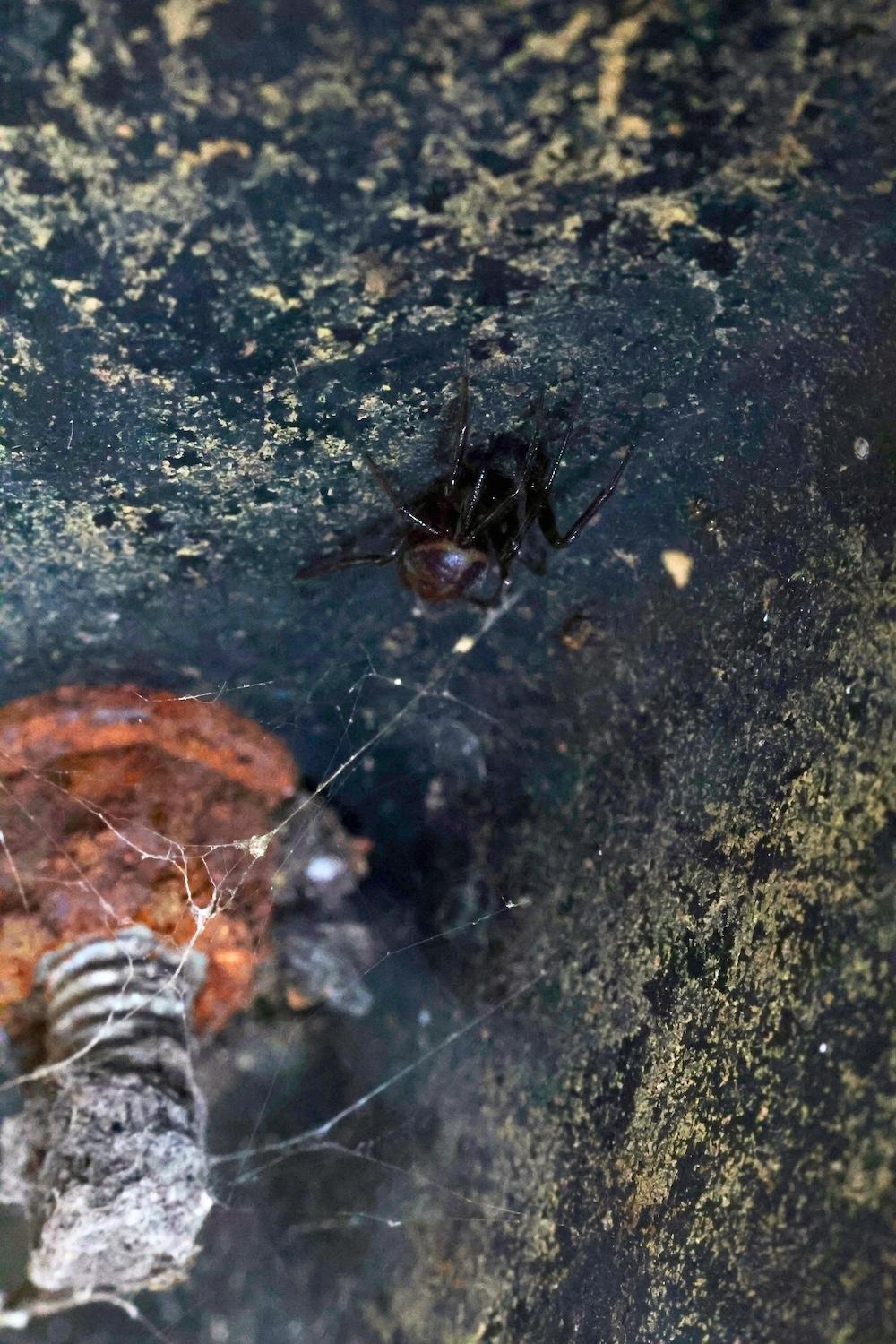 Steatoda borealis