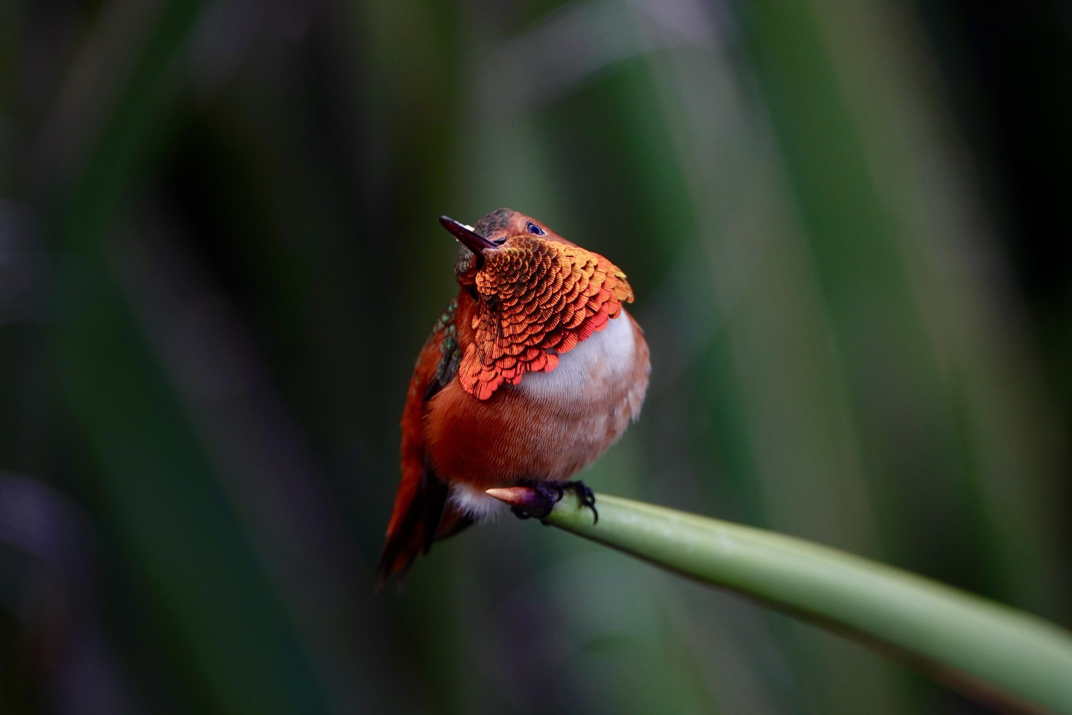 A vibrant male Allen’s hummingbird displaying its iridescent orange while  perched on a spiny plant
