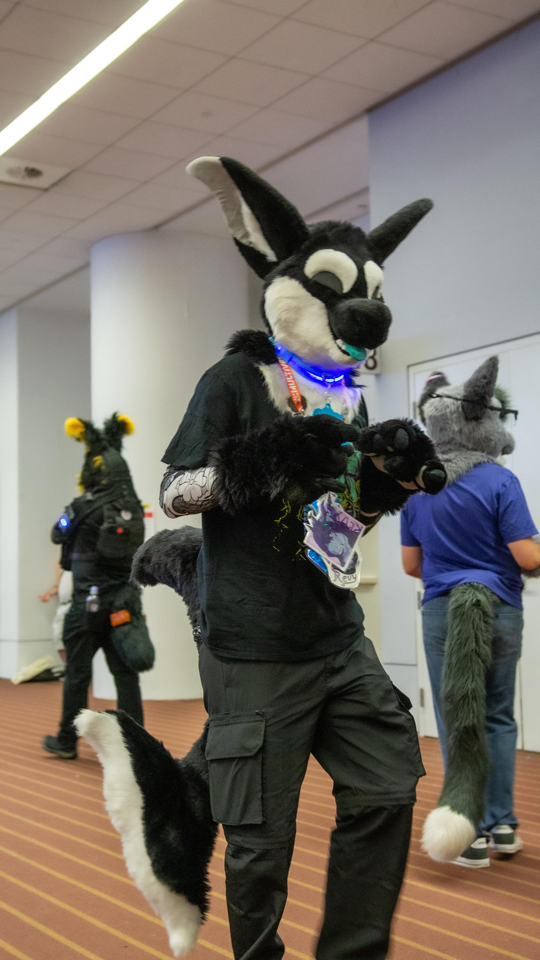 A manokit fursuit walking by with hands held up at their sides.