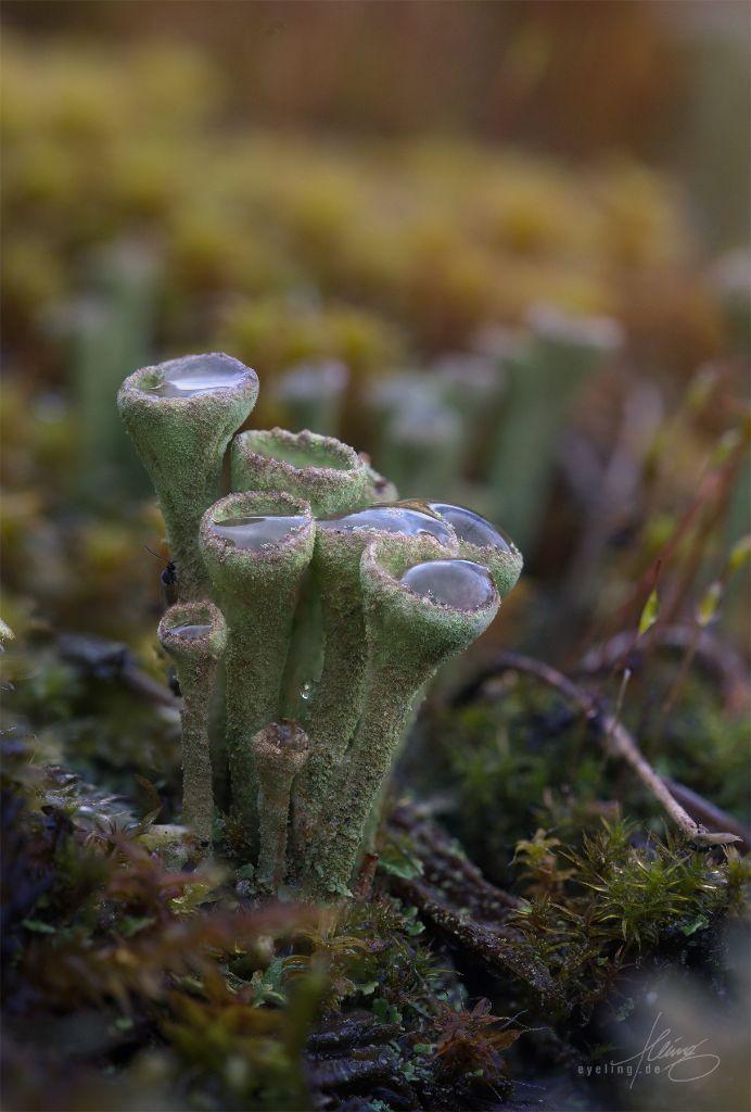 A bundle of lichen stems. Looks like Vuvuzelas filled up to the brinknwith water.