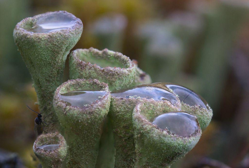 Close-up on cups