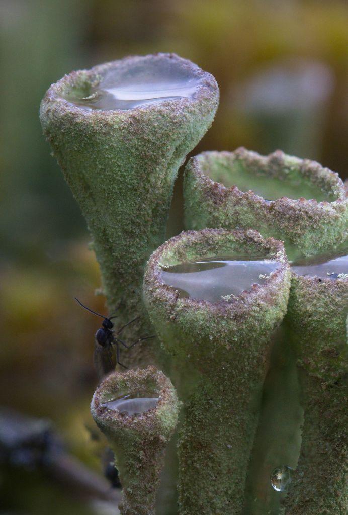 A tiny fly used the biggest trumpet to find shelter from the rain?