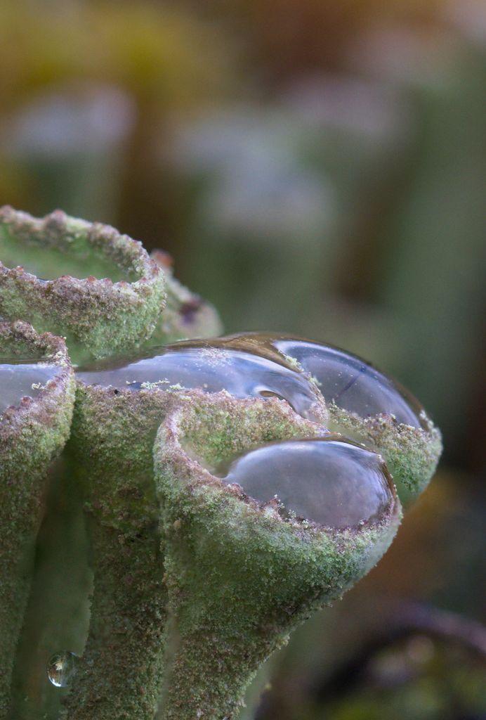 Some lichen / spores swimming on top of the water drops.