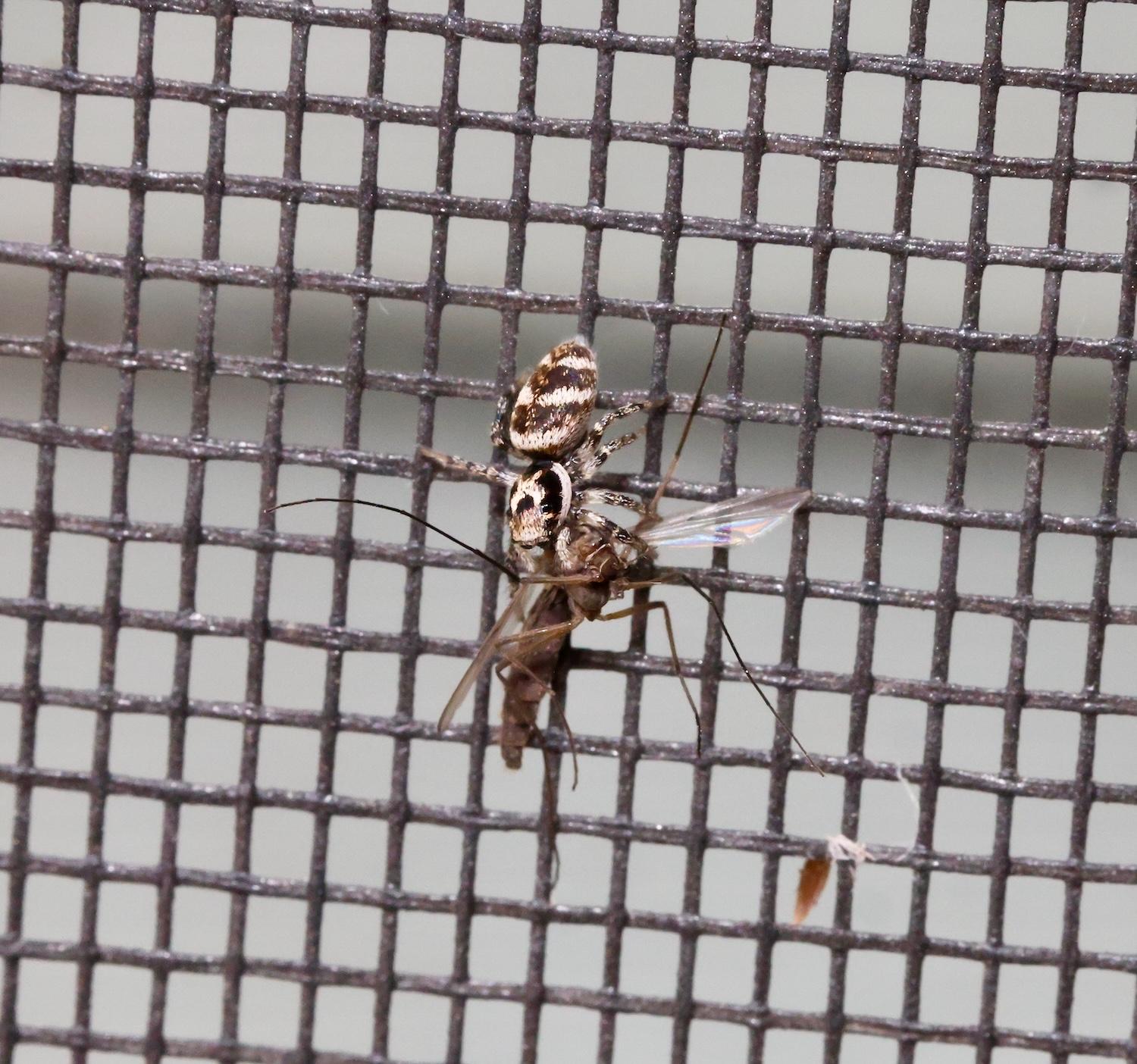 Zebra jumper