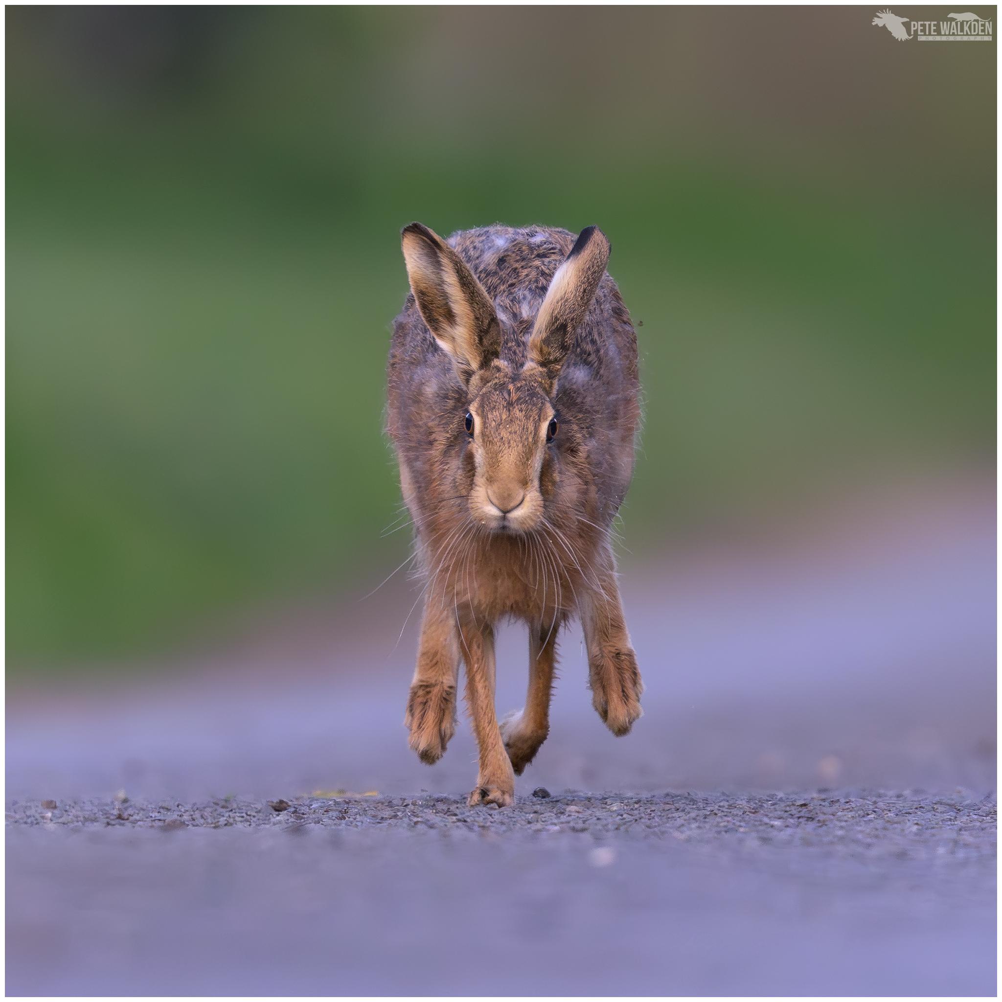 A photo of a brown hare scampering down a road in the countryside of Norfolk, towards the camera.