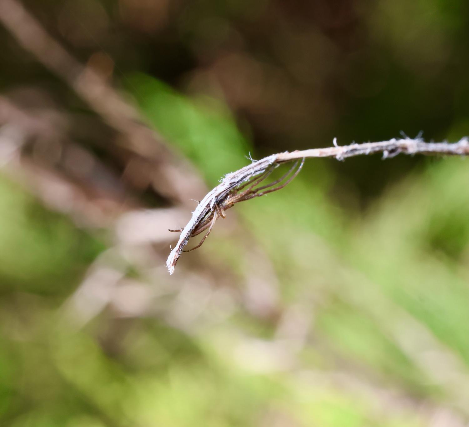 Tetragnatha
