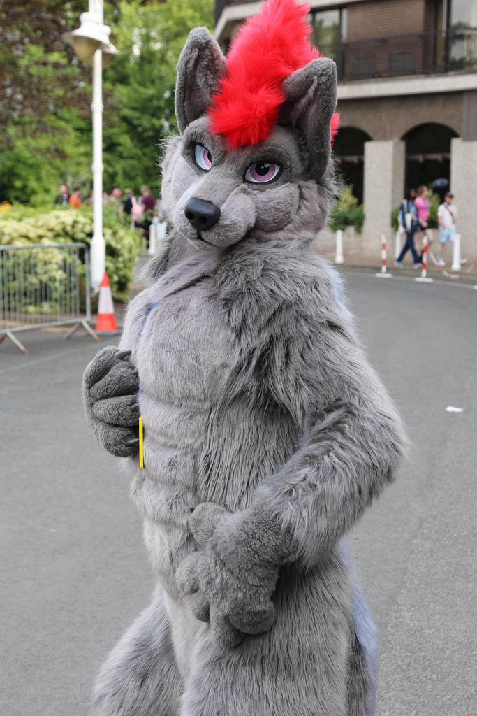 A grey wolf fursuiter with a red mohawk. Photographed outside in a 2/3 length portrait, posing side on to the camera with the far paw on their chest and the head turned towards the camera.