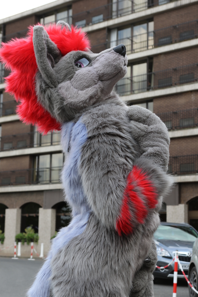 The same wolf, now turned the other direction, looking upwards and glancing at the camera.