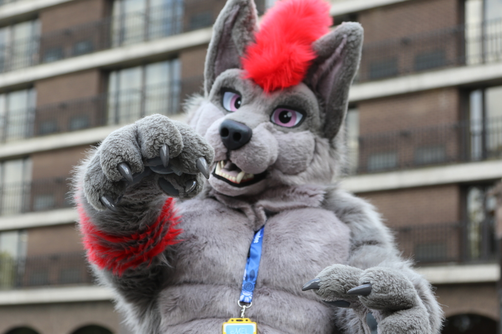 Half-length portrait of the same wolf, now photographed from the front, stretching out a clawed paw towards the camera which is situated quite low. Focus is on the paw, with the face beyond slightly out of focus.