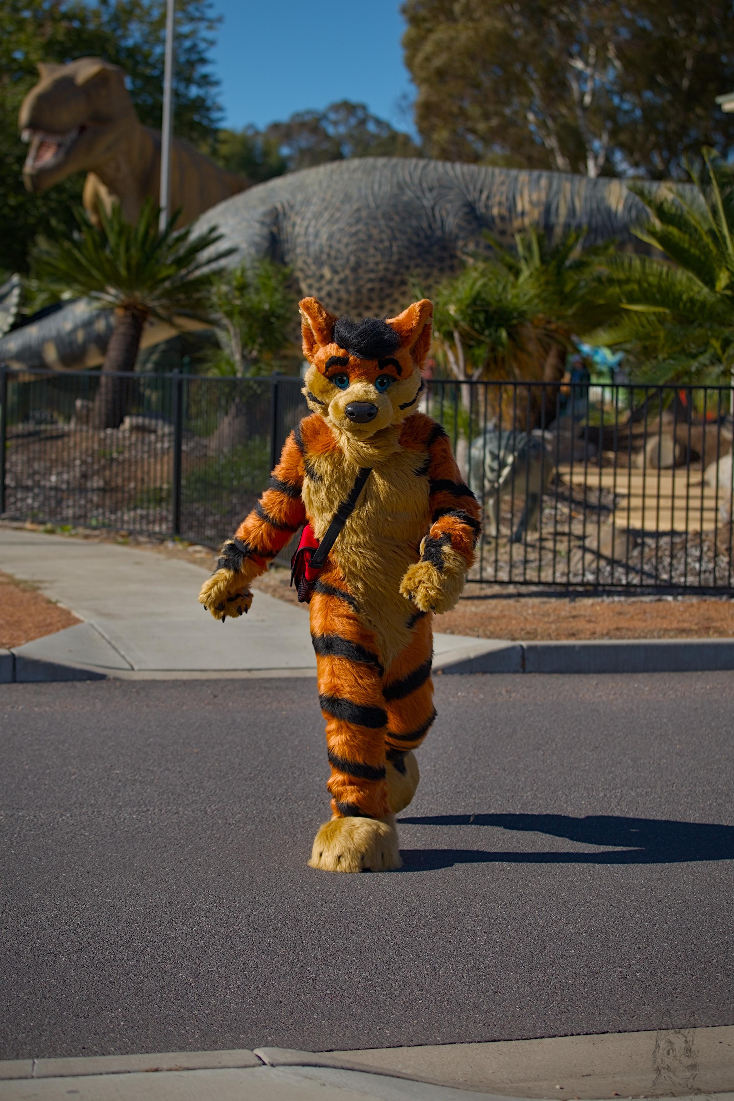 A photo of a tiger/husky fursuiter crossing the road. The photo was taken quite wide and the full body of the fursuiter is visible as they walk directly towards the camera. It is a bright sunny day and the fursuiter is casting a crisp shadow on the road. In the background some vegetation and a number of dinosaurs can be seen, one of which is a t-rex. Between the dinosaurs and the fursuiter is a flimsy metal fence about 1.5 metres tall. I fear the designer of this fence learnt nothing from Jurassic Park.
