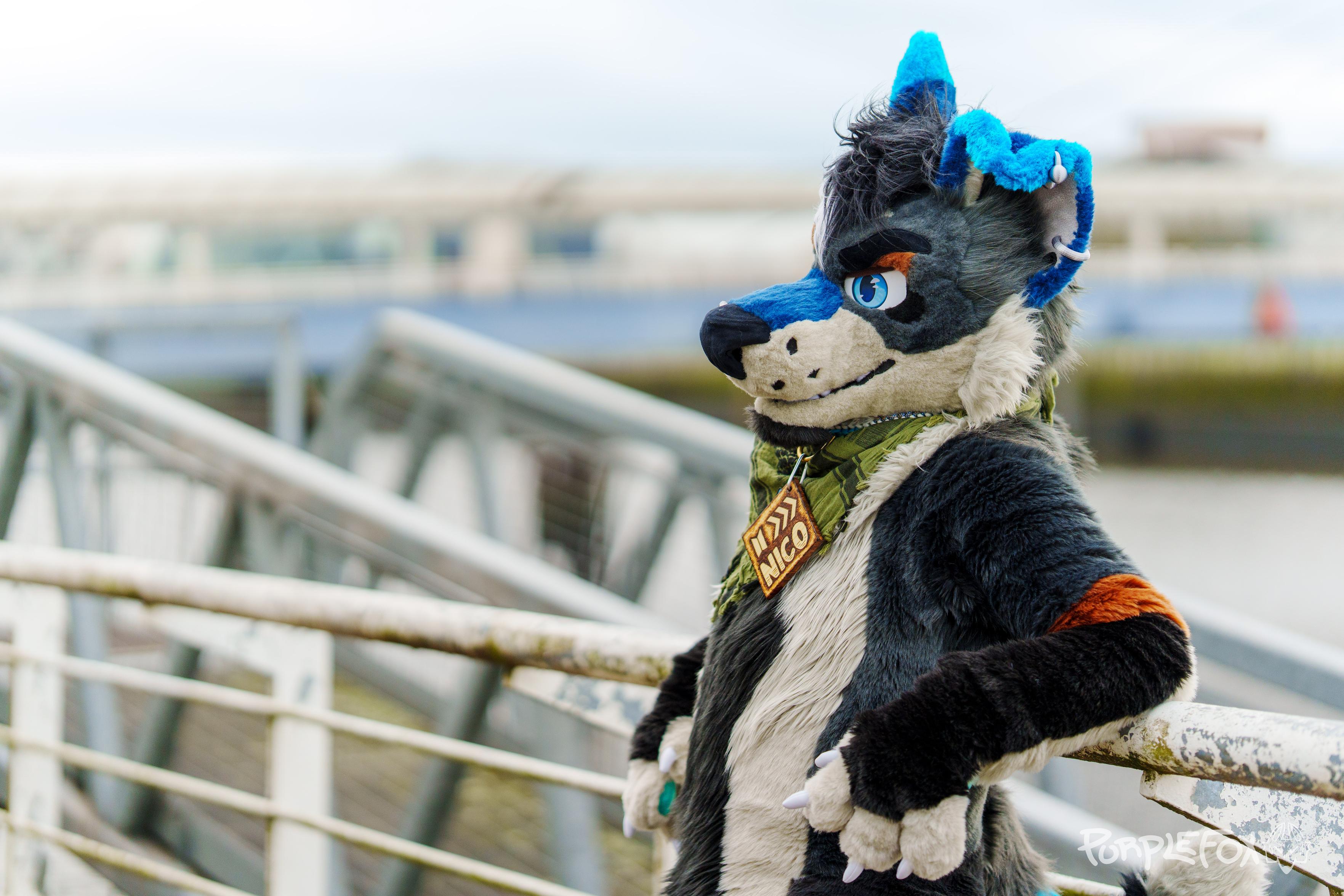 A dark grey and cream wolf with brown and blue markings is relaxing against a river barrier looking off to the side. #CassiusCrafts #FursuitFriday #Fursuit #Furry