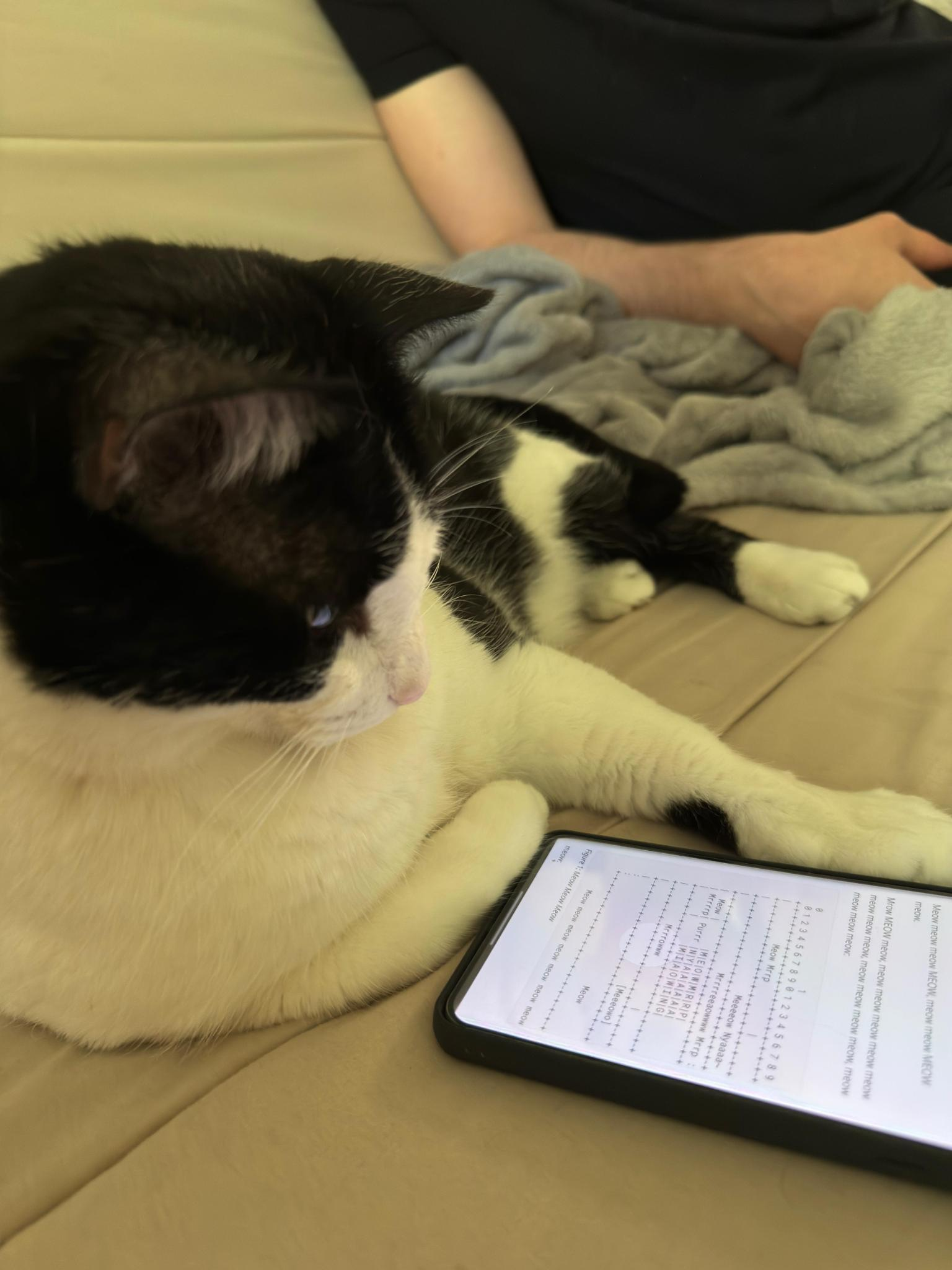 a photo of a cat reading the quoted IETF draft on a tablet